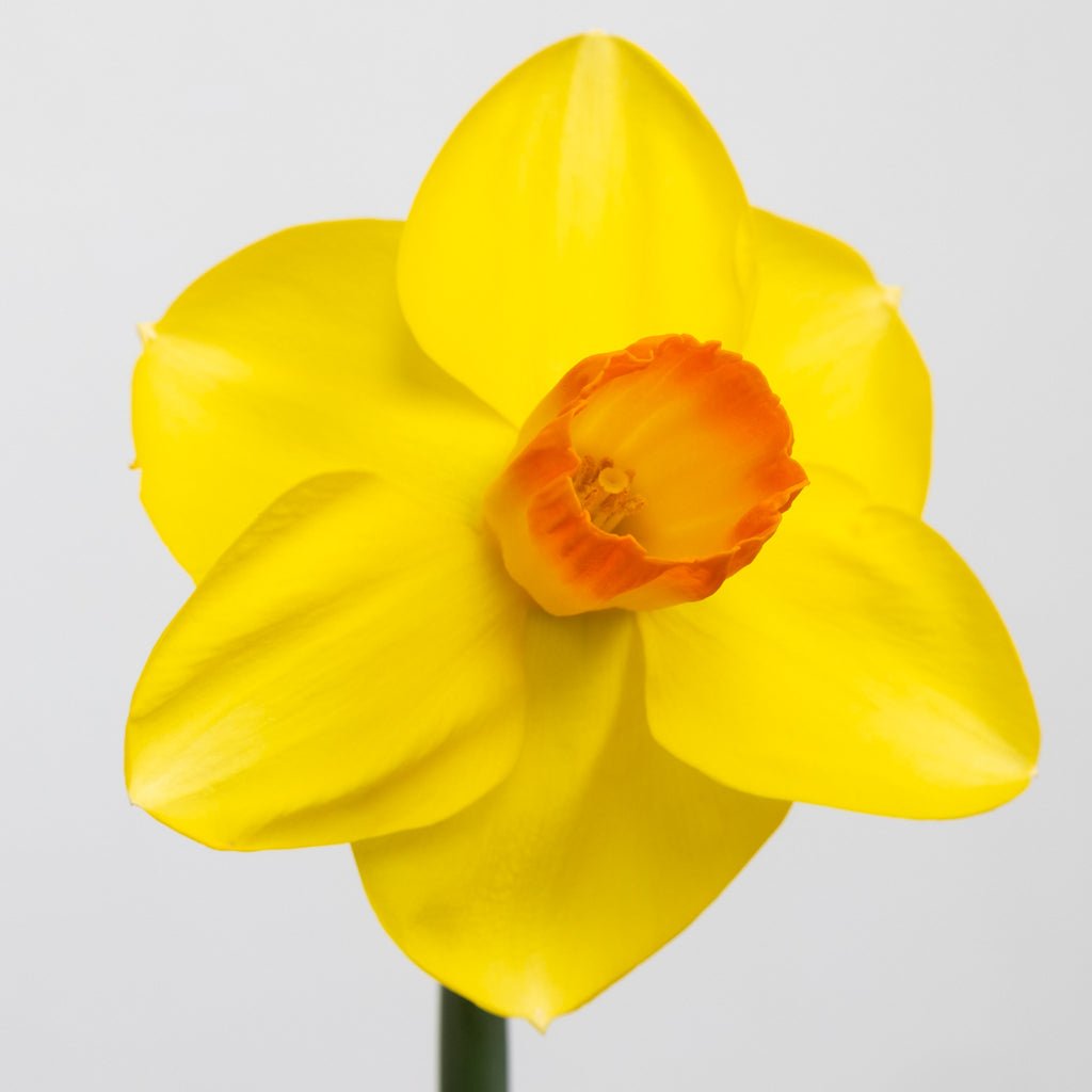 Pompiere - Special Narcissus - Fluwel