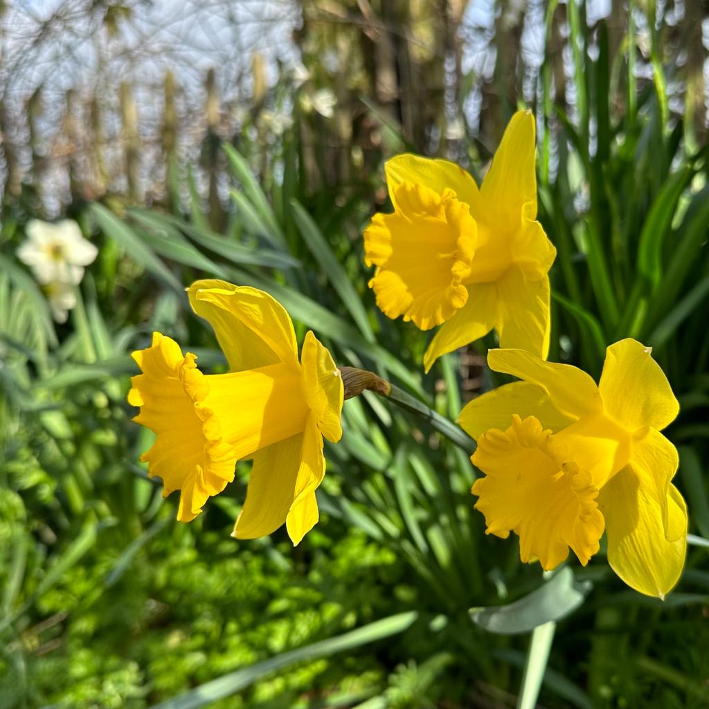 Queen Beatrix - Narcissus - Fluwel