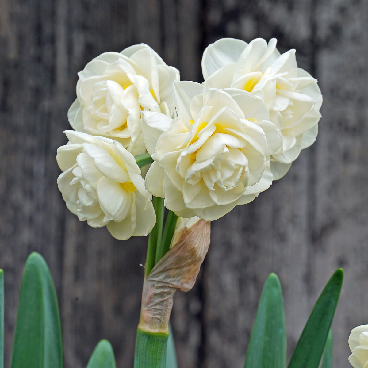 Rachel's Magic Spell - Special Narcissus - Fluwel