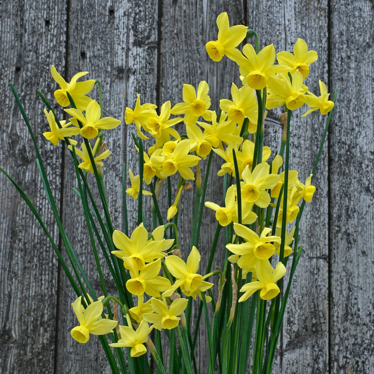 Razzmatazz - Special Narcissus - Fluwel