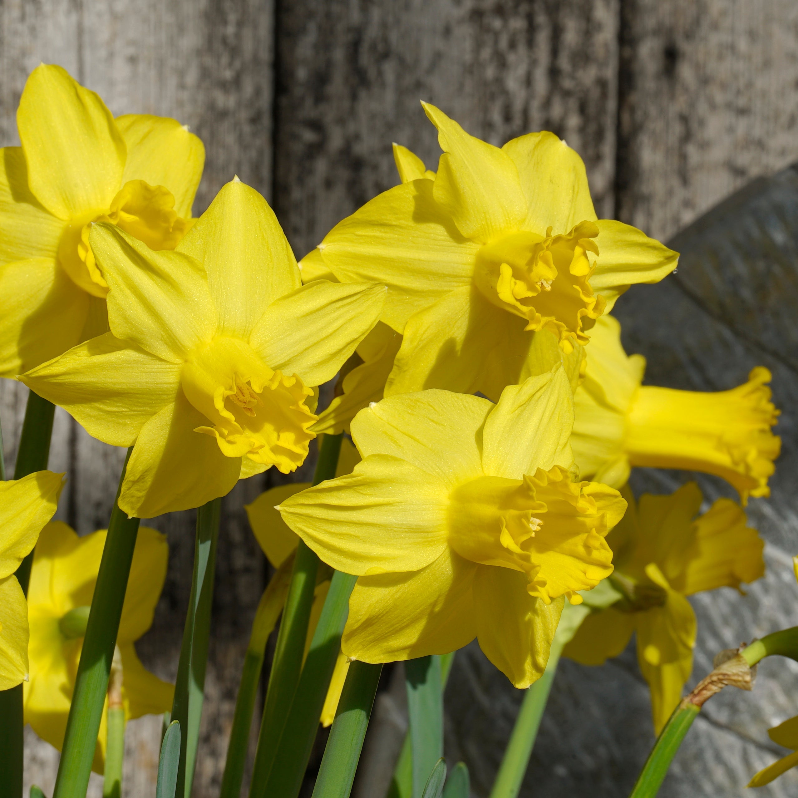Rebel Rebel - Special Narcissus - Fluwel