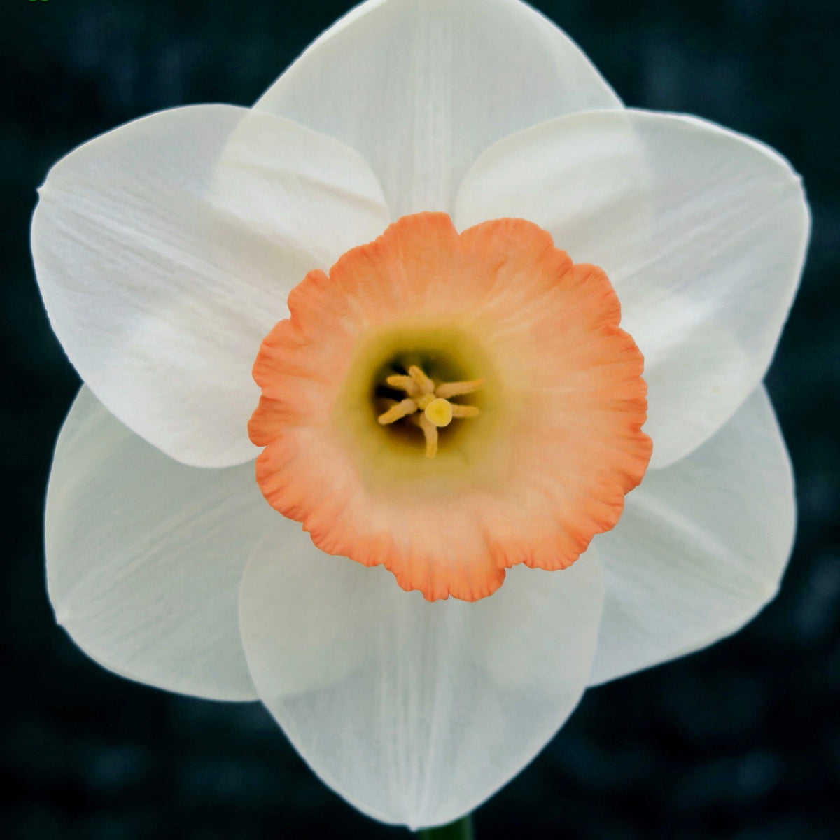Robustian - Special Narcissus - Fluwel