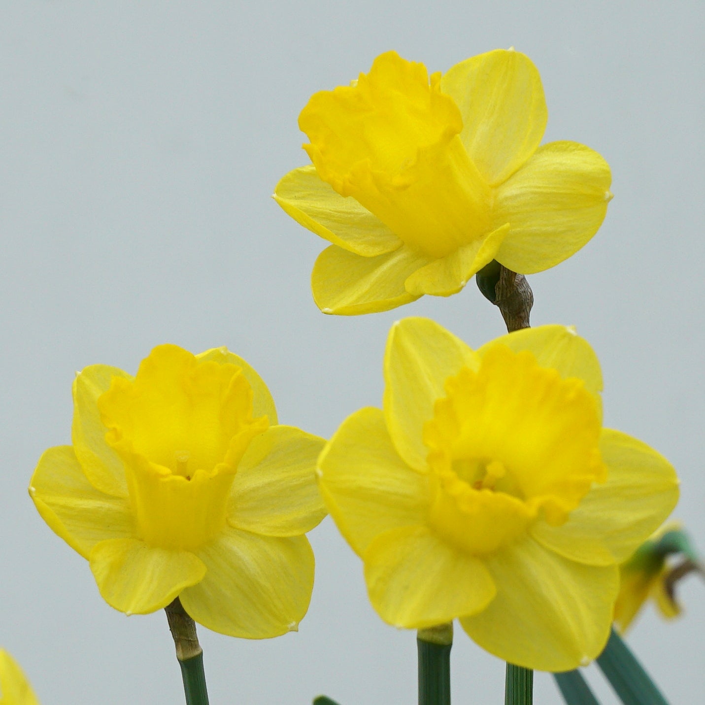 Roundita - Special Narcissus - Fluwel