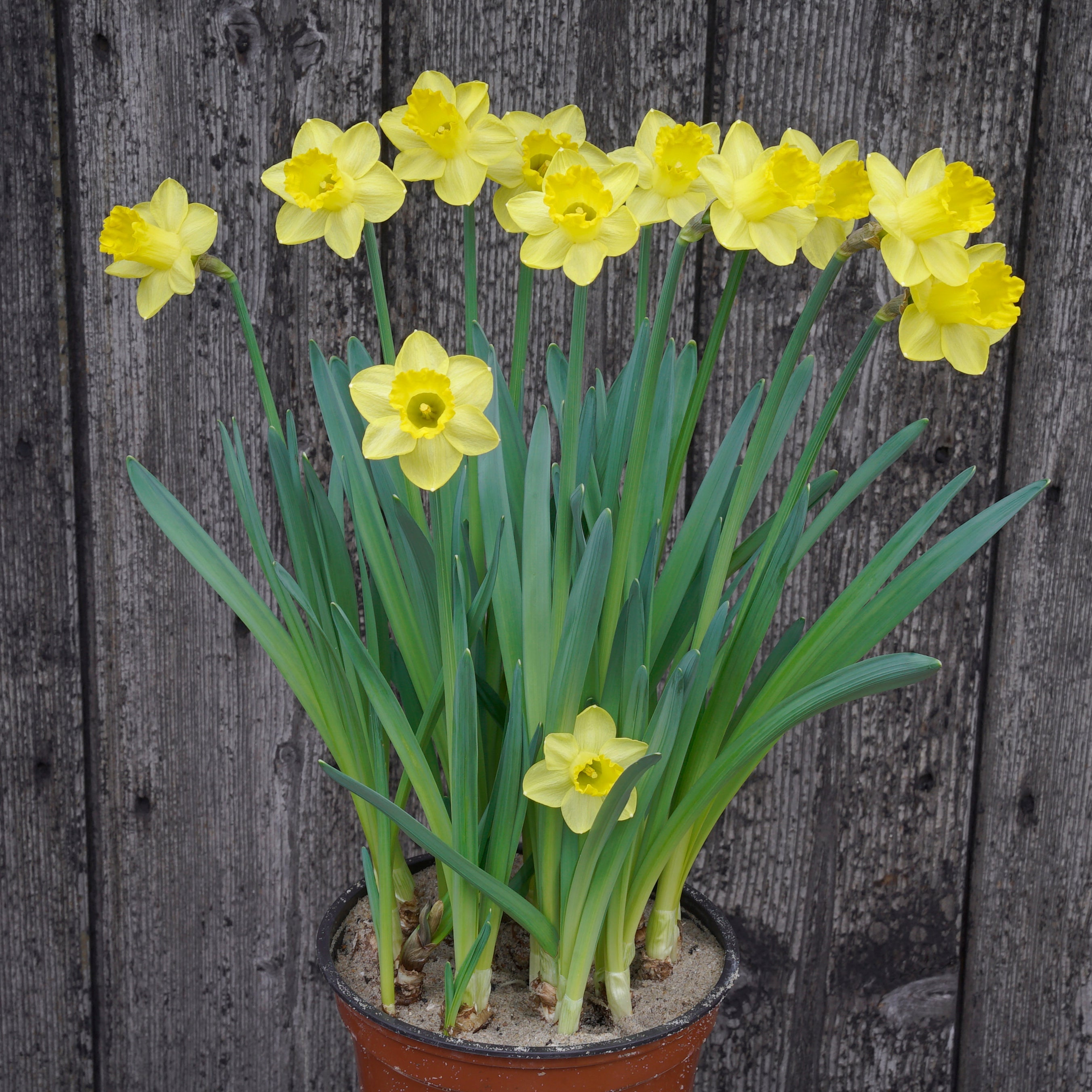 Roundita - Special Narcissus - Fluwel