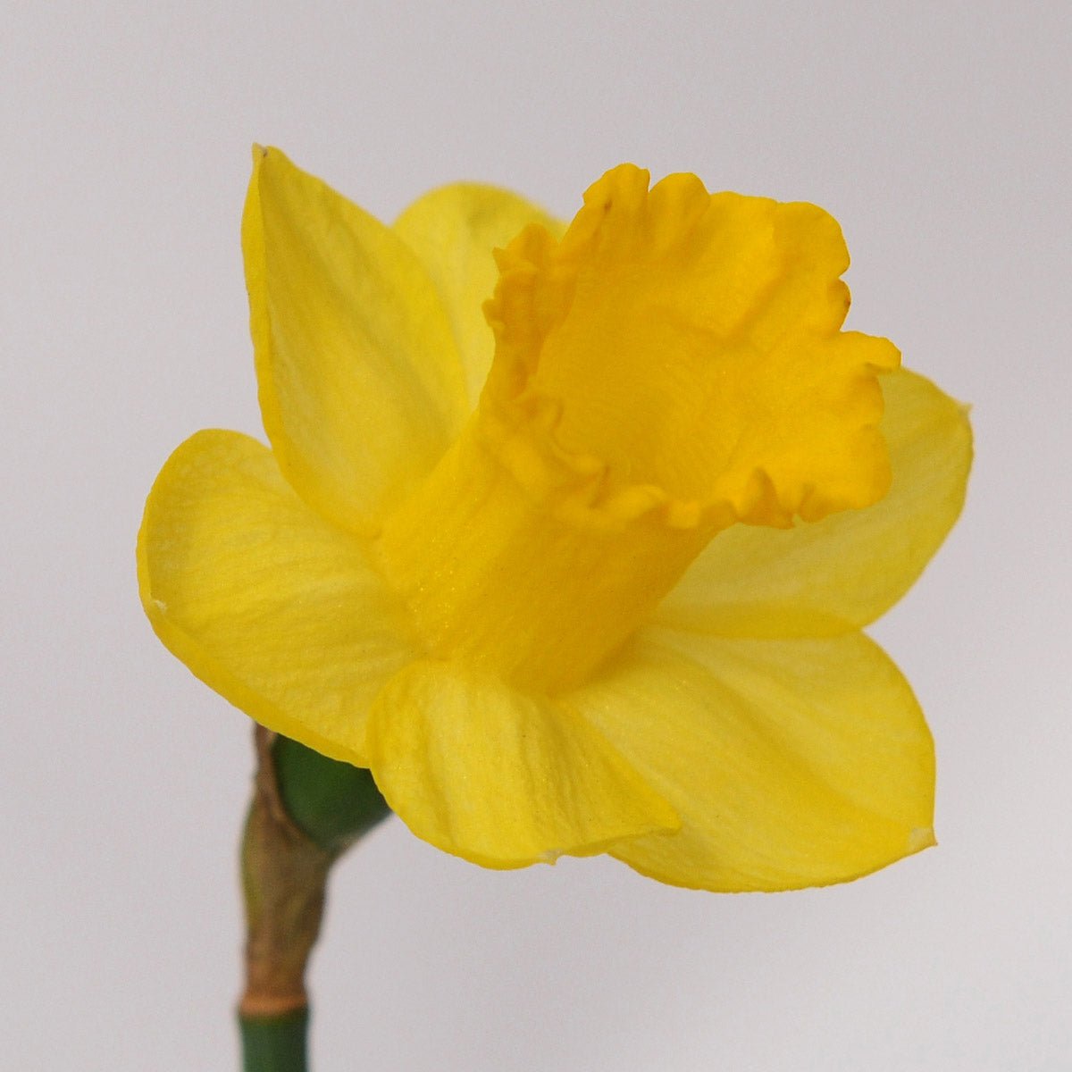 Roundita - Special Narcissus - Fluwel