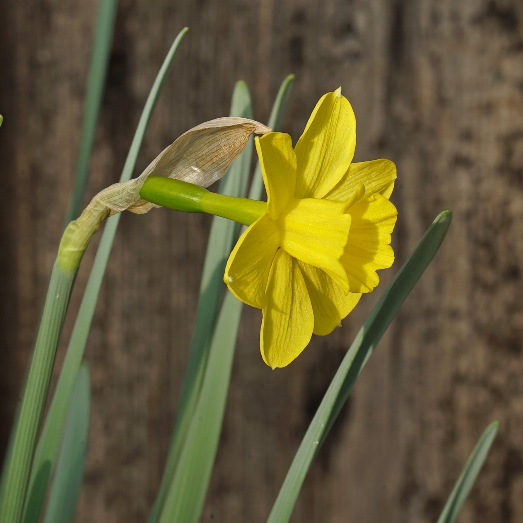 Rubelina - Special Narcissus - Fluwel