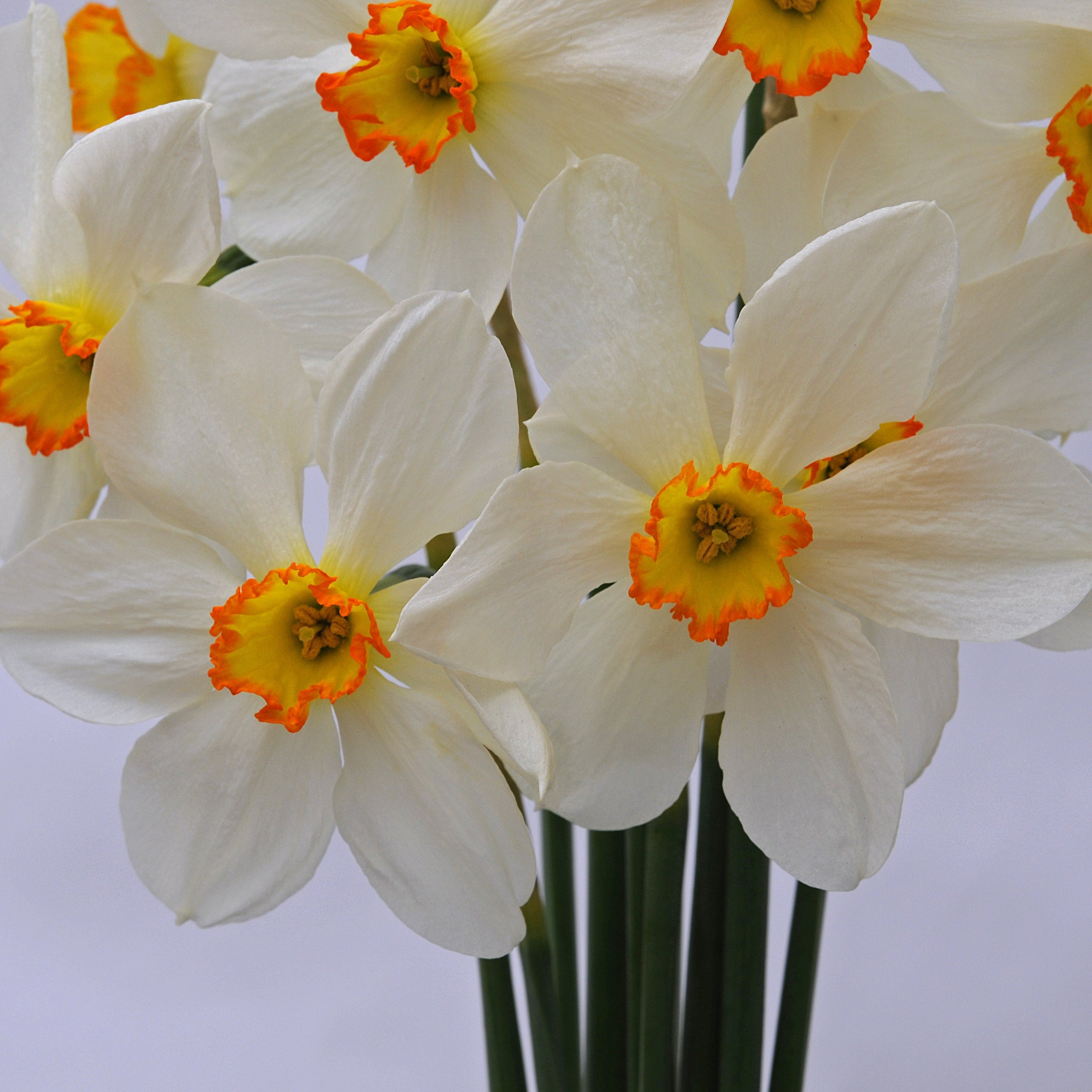 Seagull - Narcissus - Fluwel