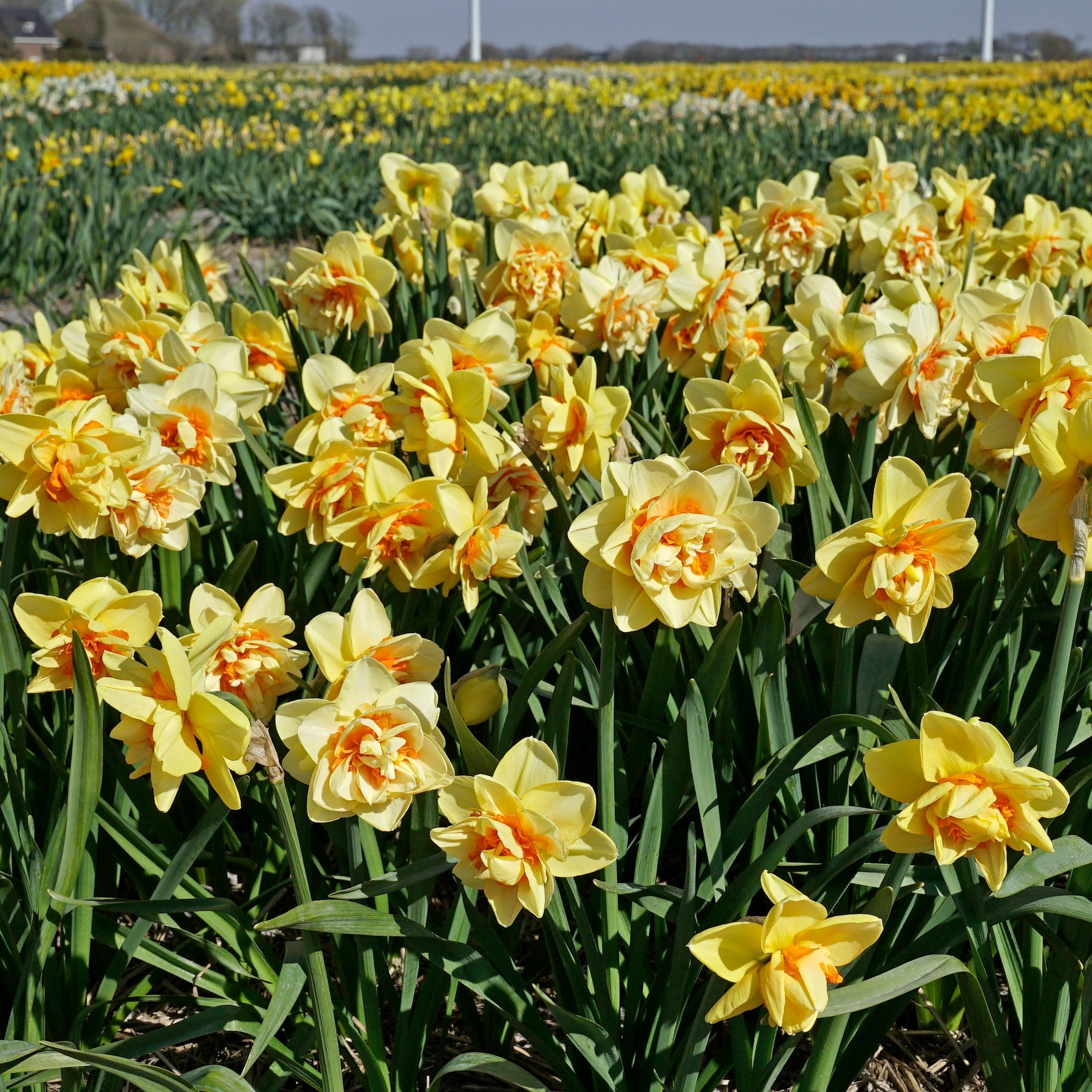 Sex on the Beach - Special Narcissus - Fluwel