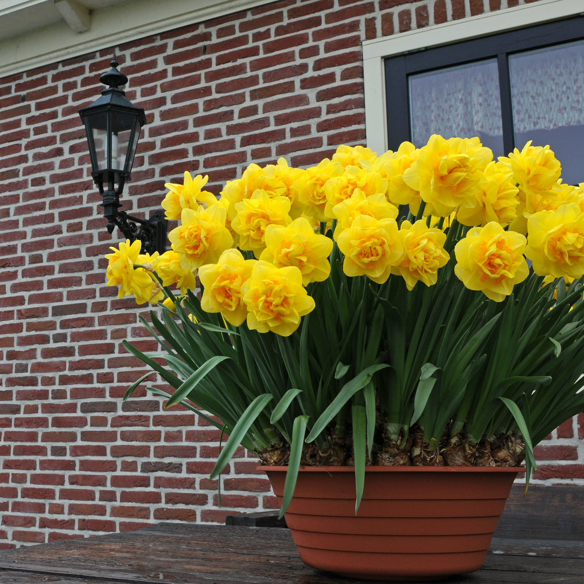 Sherborne - Special Narcissus - Fluwel