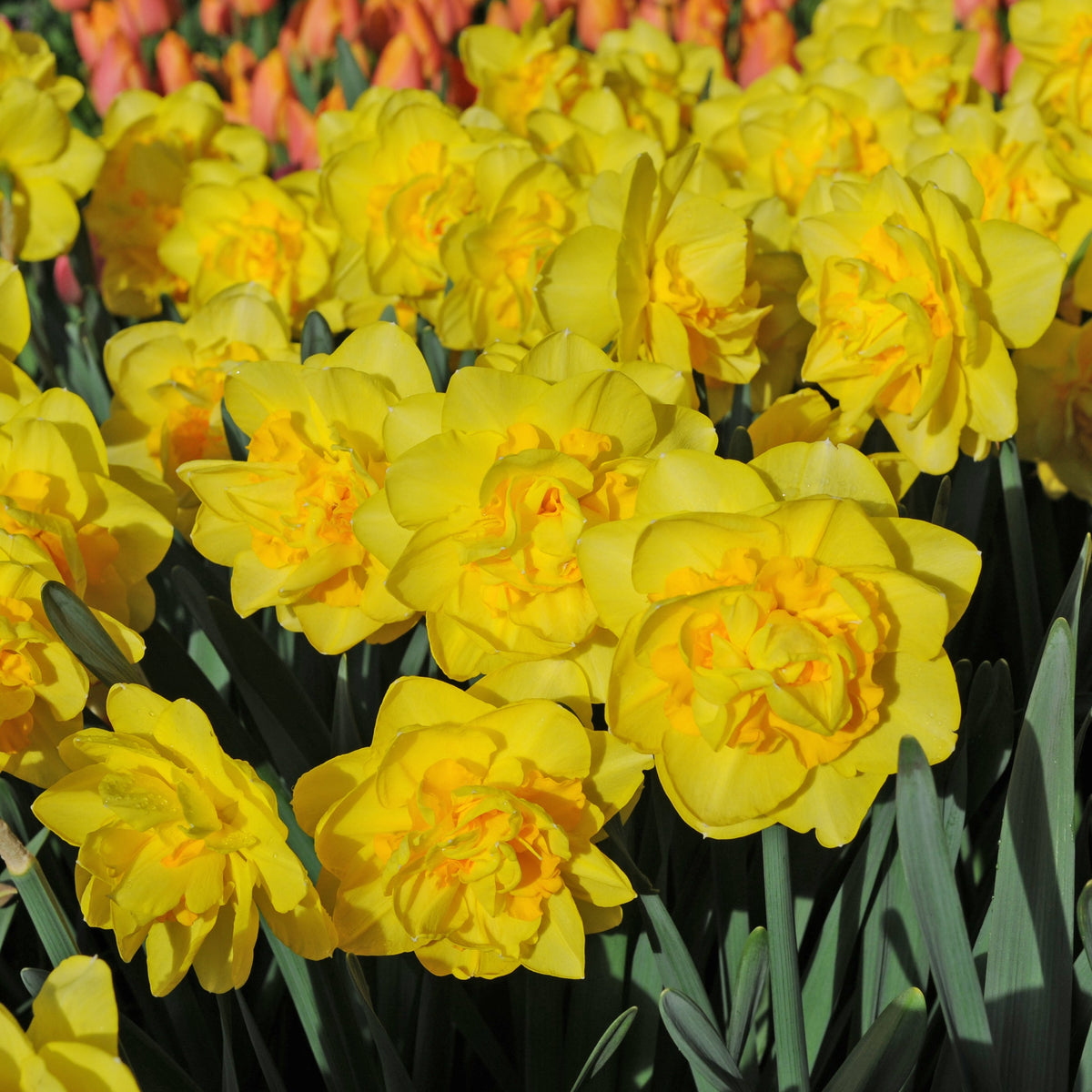 Sherborne - Special Narcissus - Fluwel