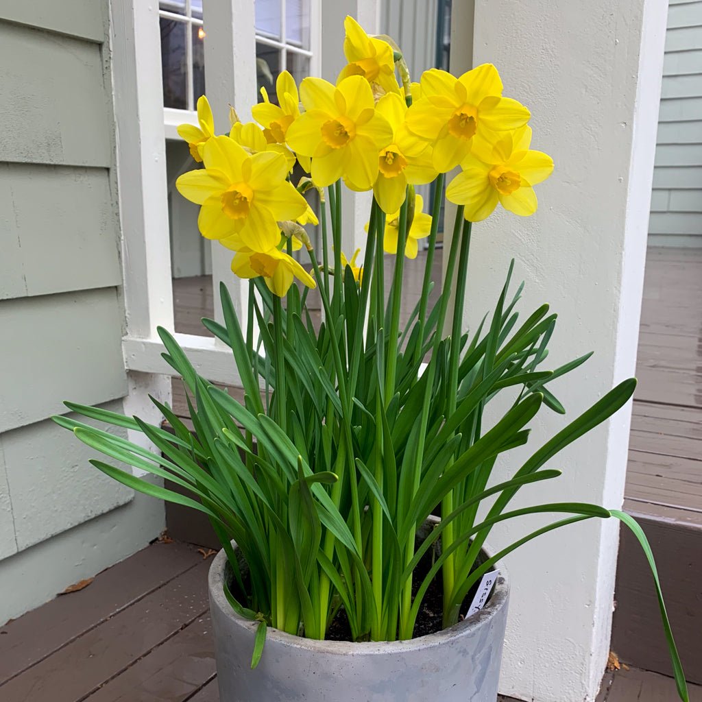 Sissy - Narcissus - Fluwel
