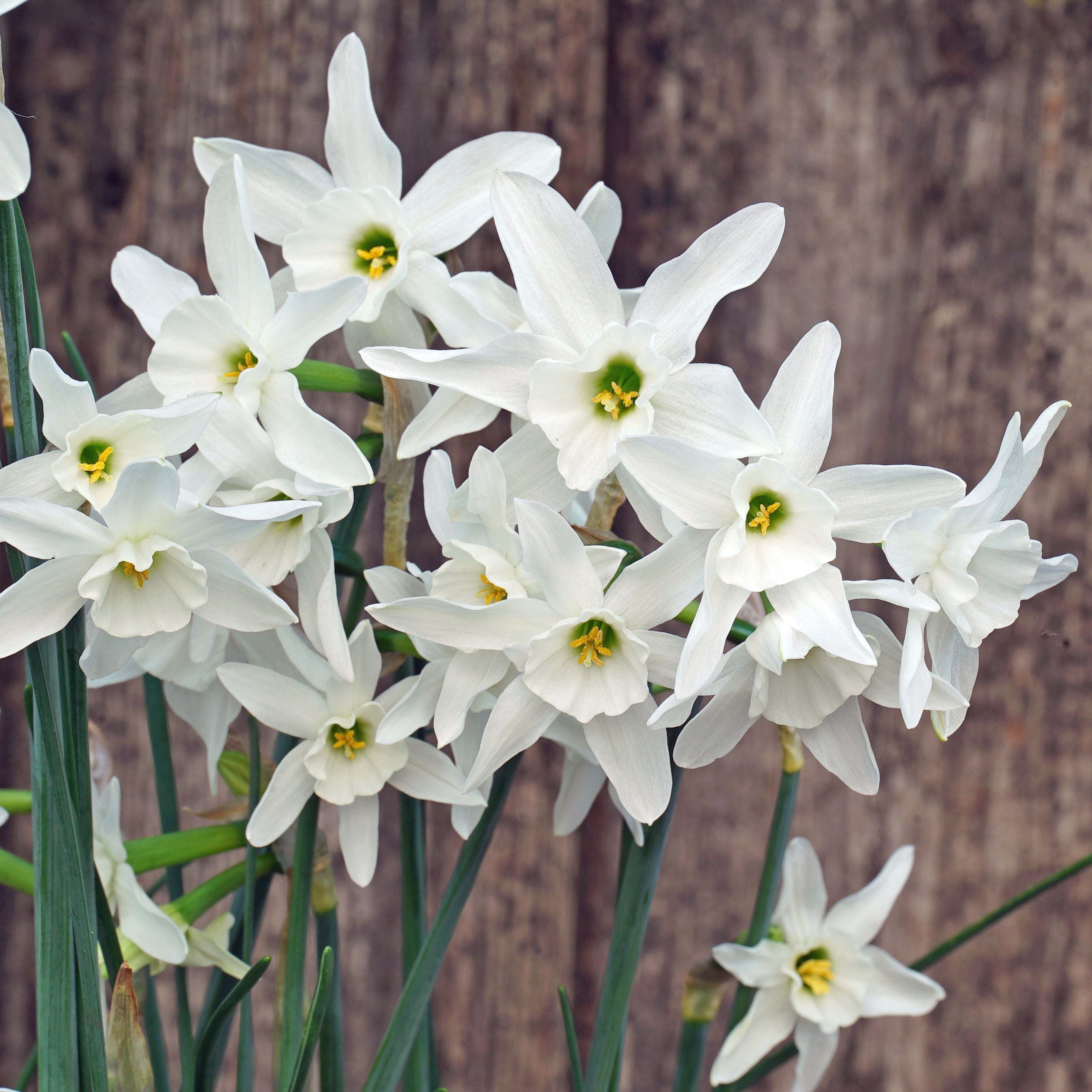 Snow Blossom - Special Narcissus - Fluwel