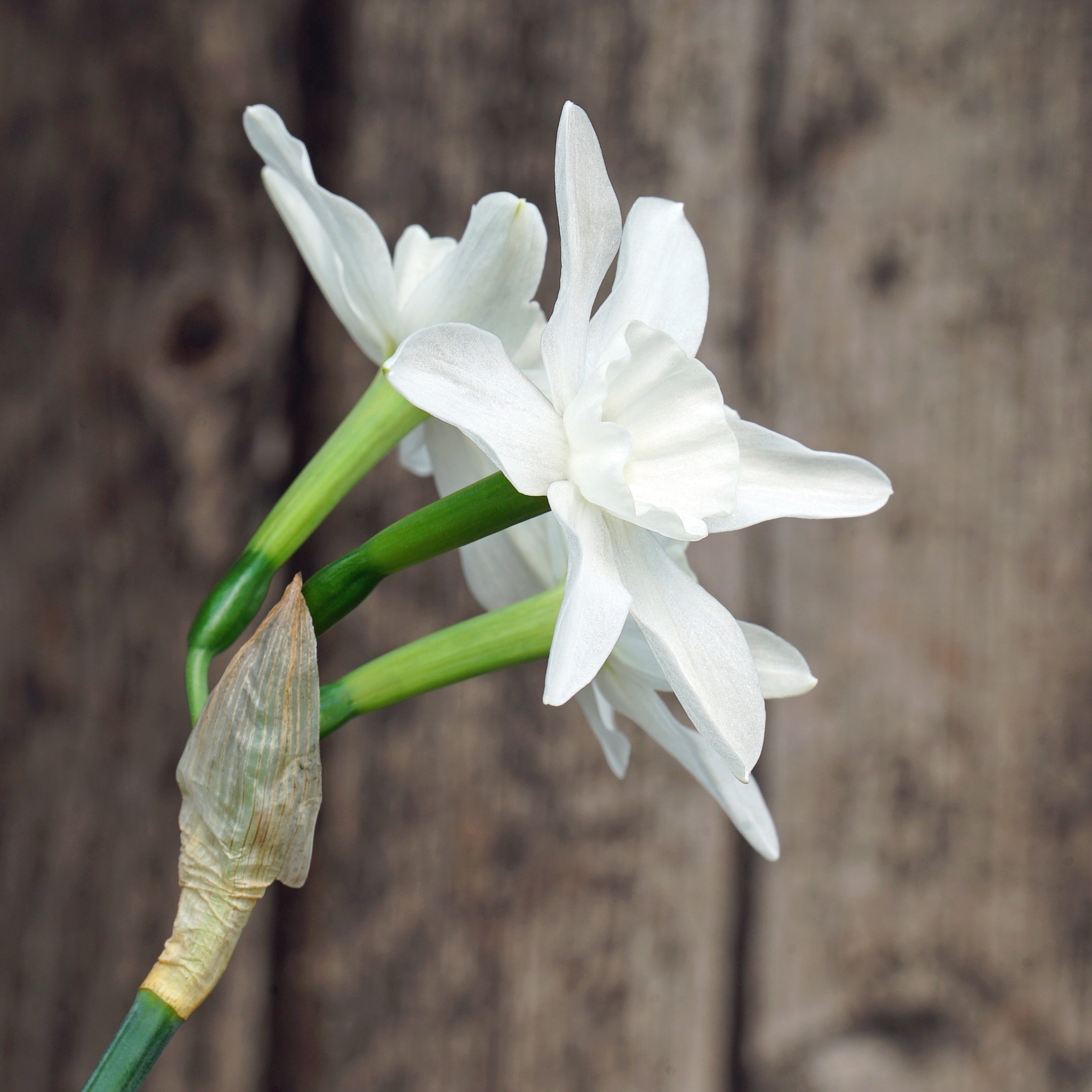 Snow Blossom - Special Narcissus - Fluwel
