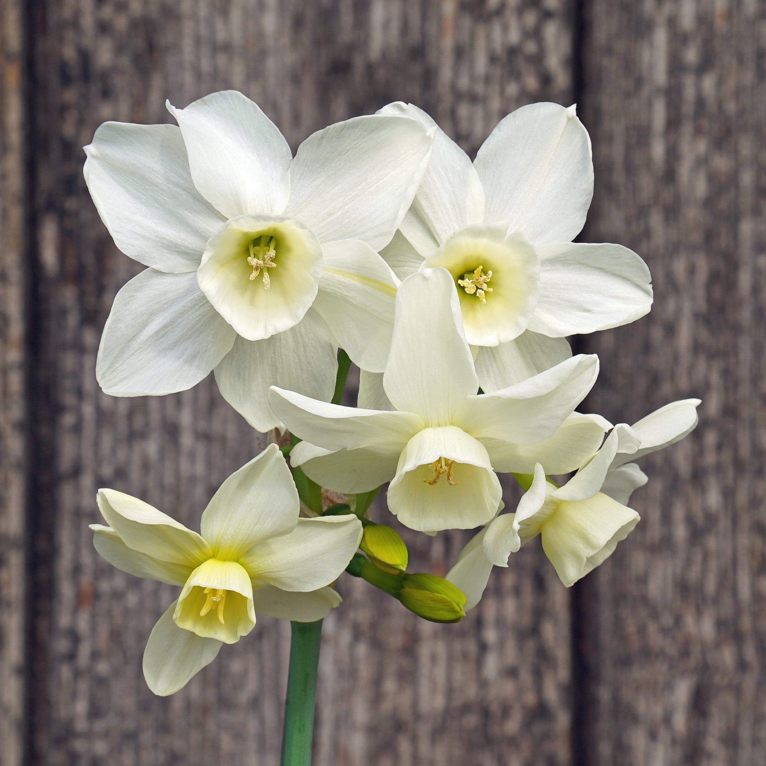 Sol Sister - Special Narcissus - Fluwel