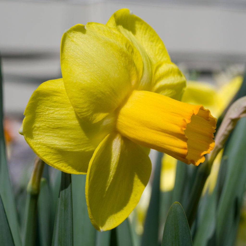Solera - Special Narcissus - Fluwel