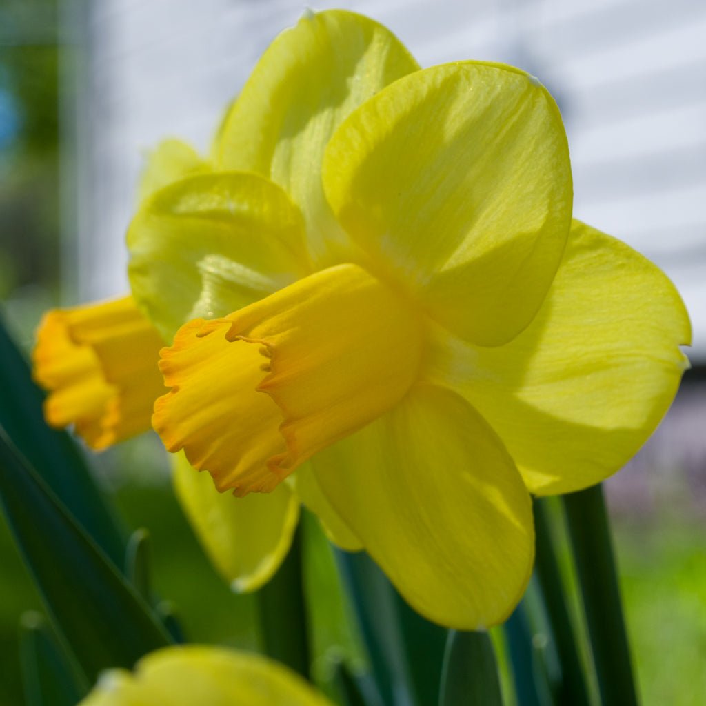 Solera - Special Narcissus - Fluwel