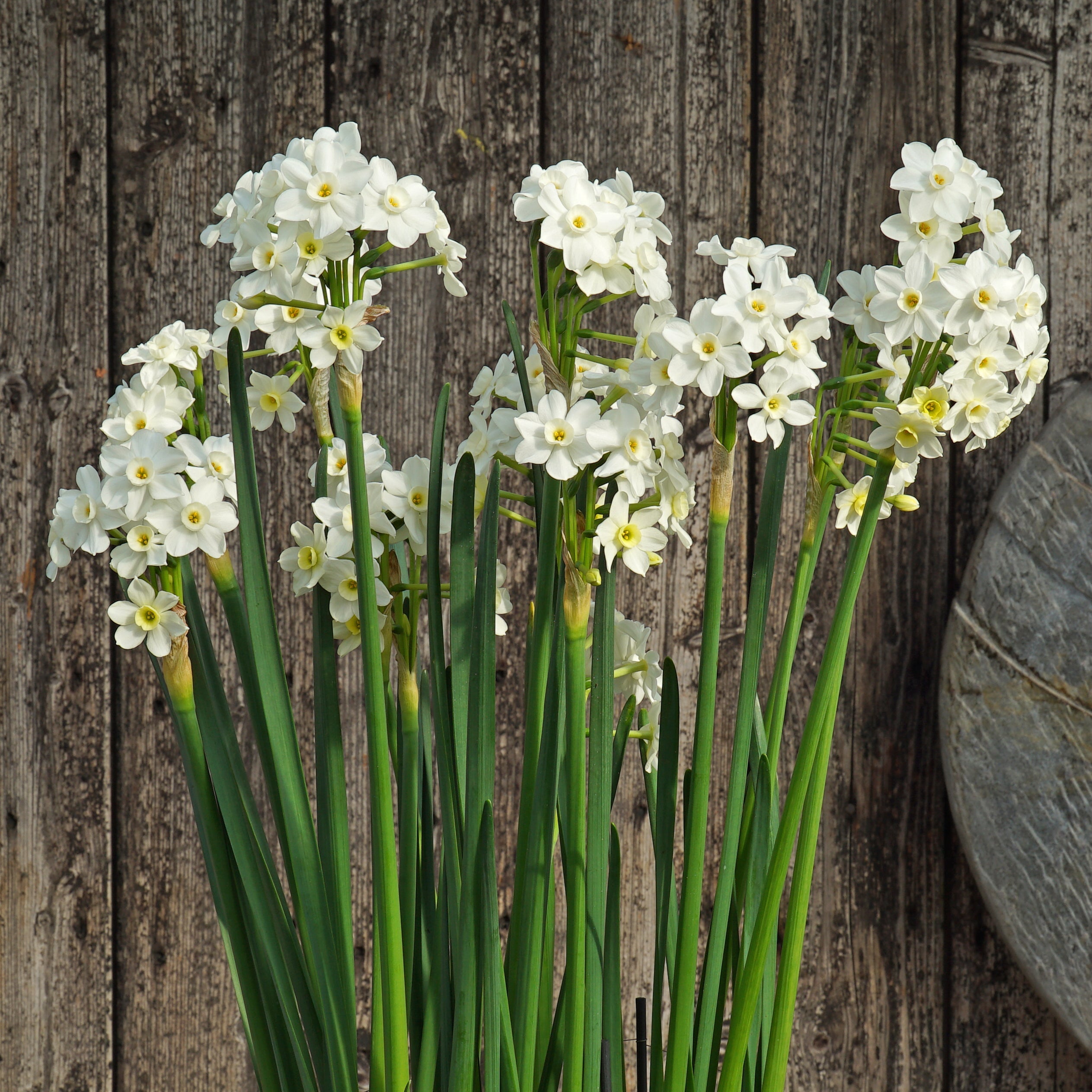 Sparkling Beauty - Special Narcissus - Fluwel