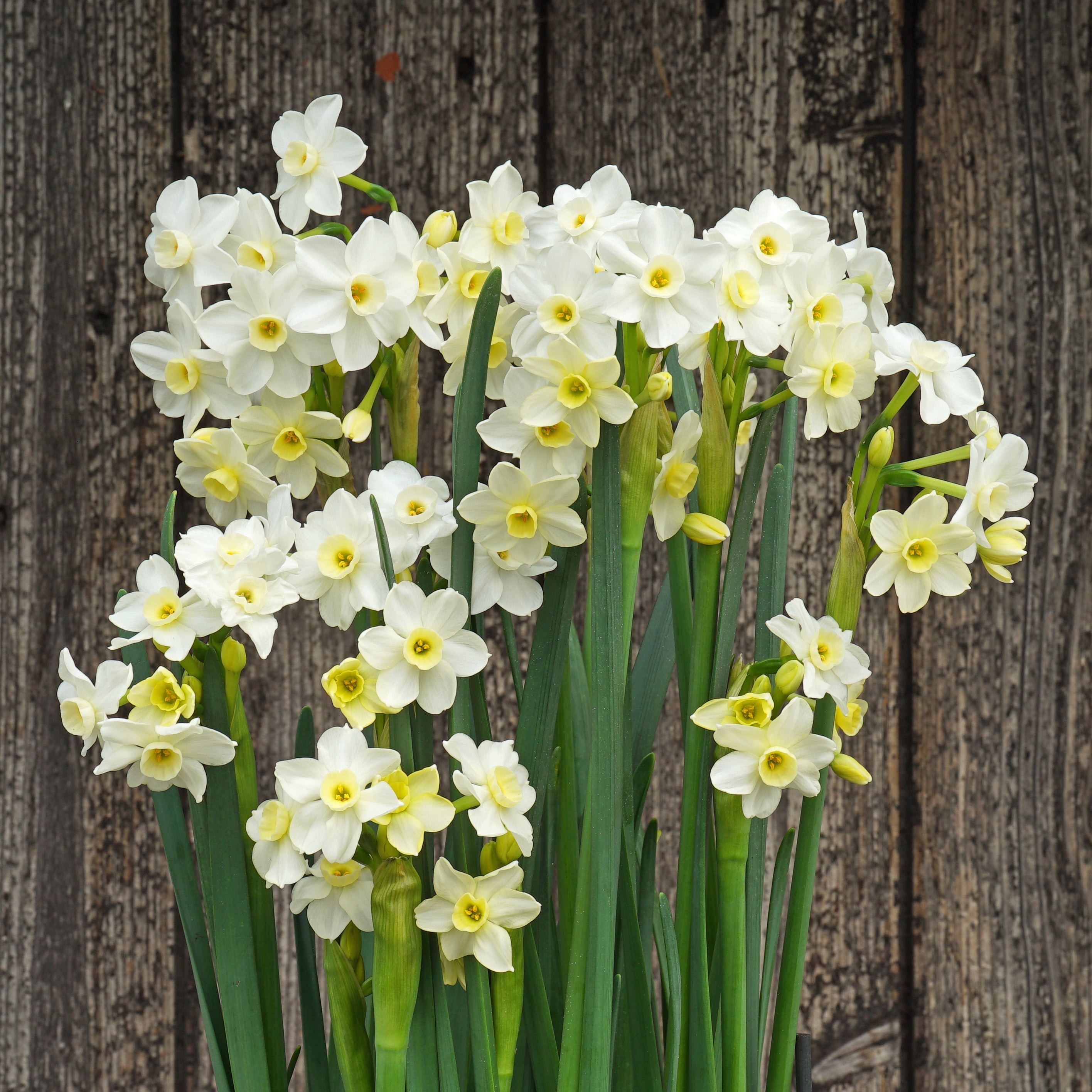 Sparkling Beauty - Special Narcissus - Fluwel