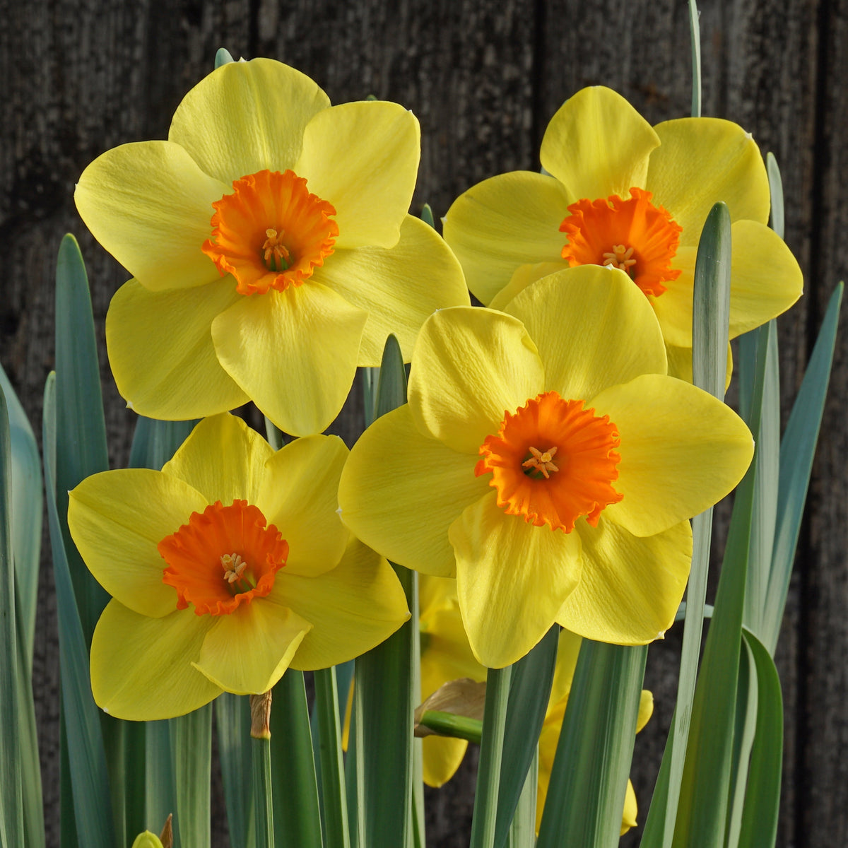 Sun Bronze - Special Narcissus - Fluwel