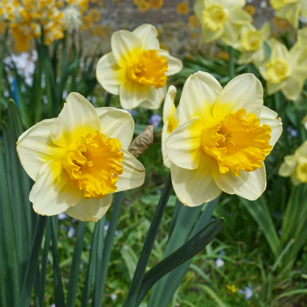 SunDazed - Special Narcissus - Fluwel
