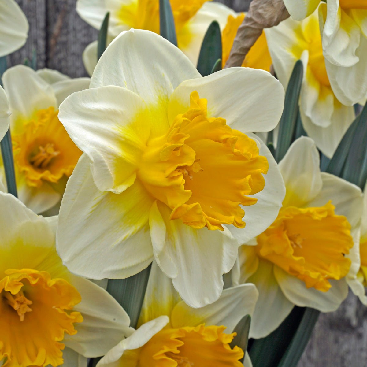 SunDazed - Special Narcissus - Fluwel