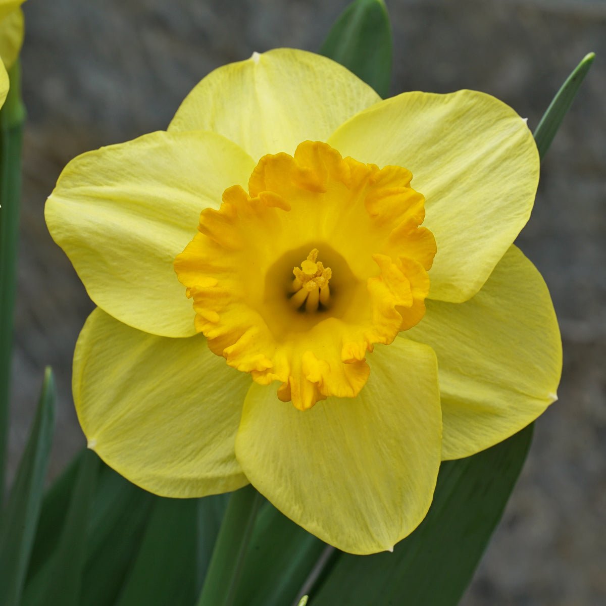 Sunny Sunday - Special Narcissus - Fluwel