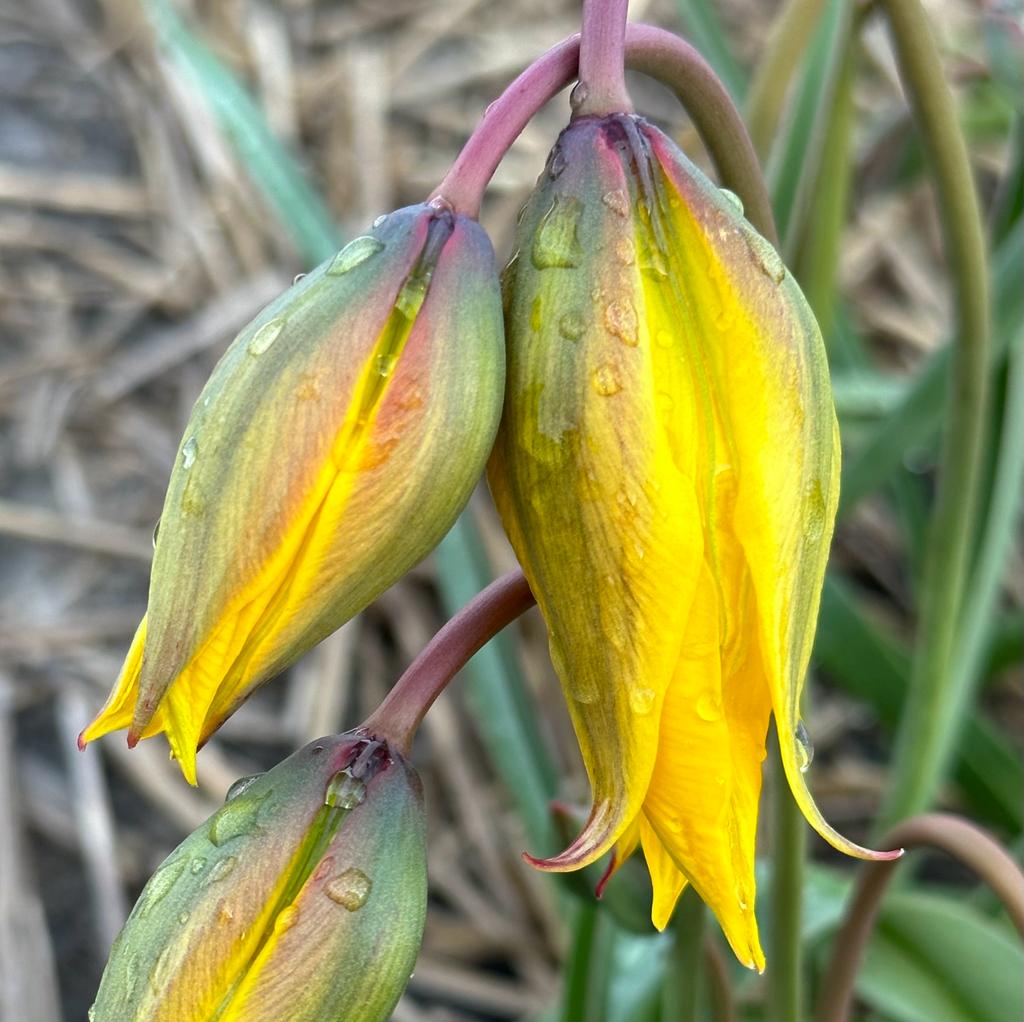 Sylvestris - Tulips - Fluwel
