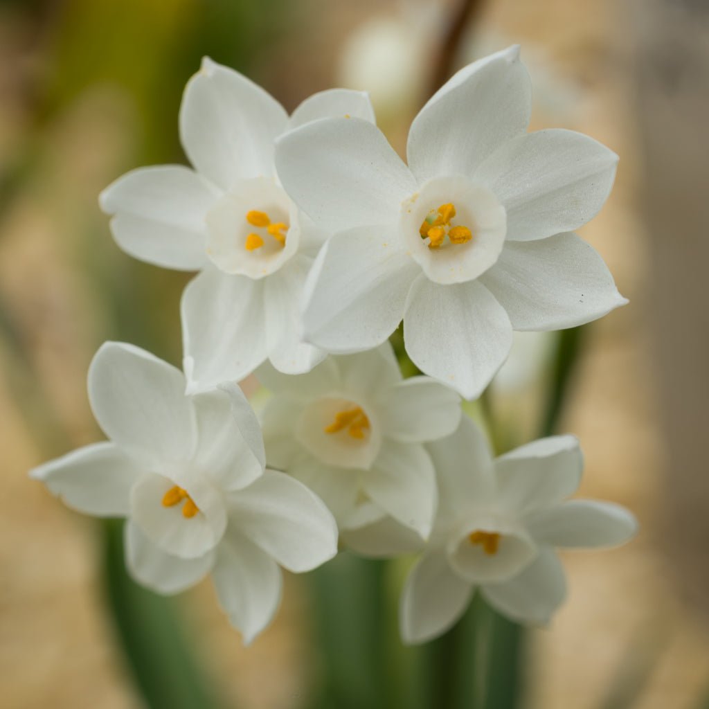 Tazetta pachybolbus - Special Narcissus - Fluwel