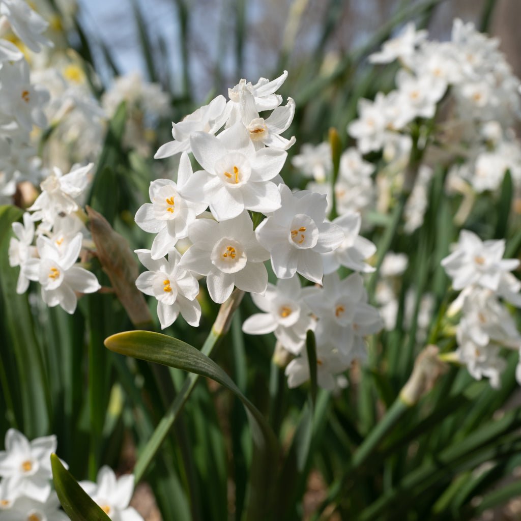 Tazetta pachybolbus - Special Narcissus - Fluwel
