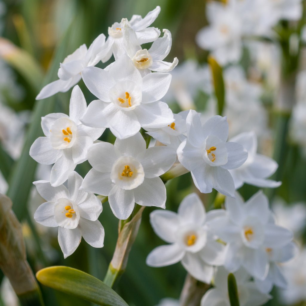 Tazetta pachybolbus - Special Narcissus - Fluwel
