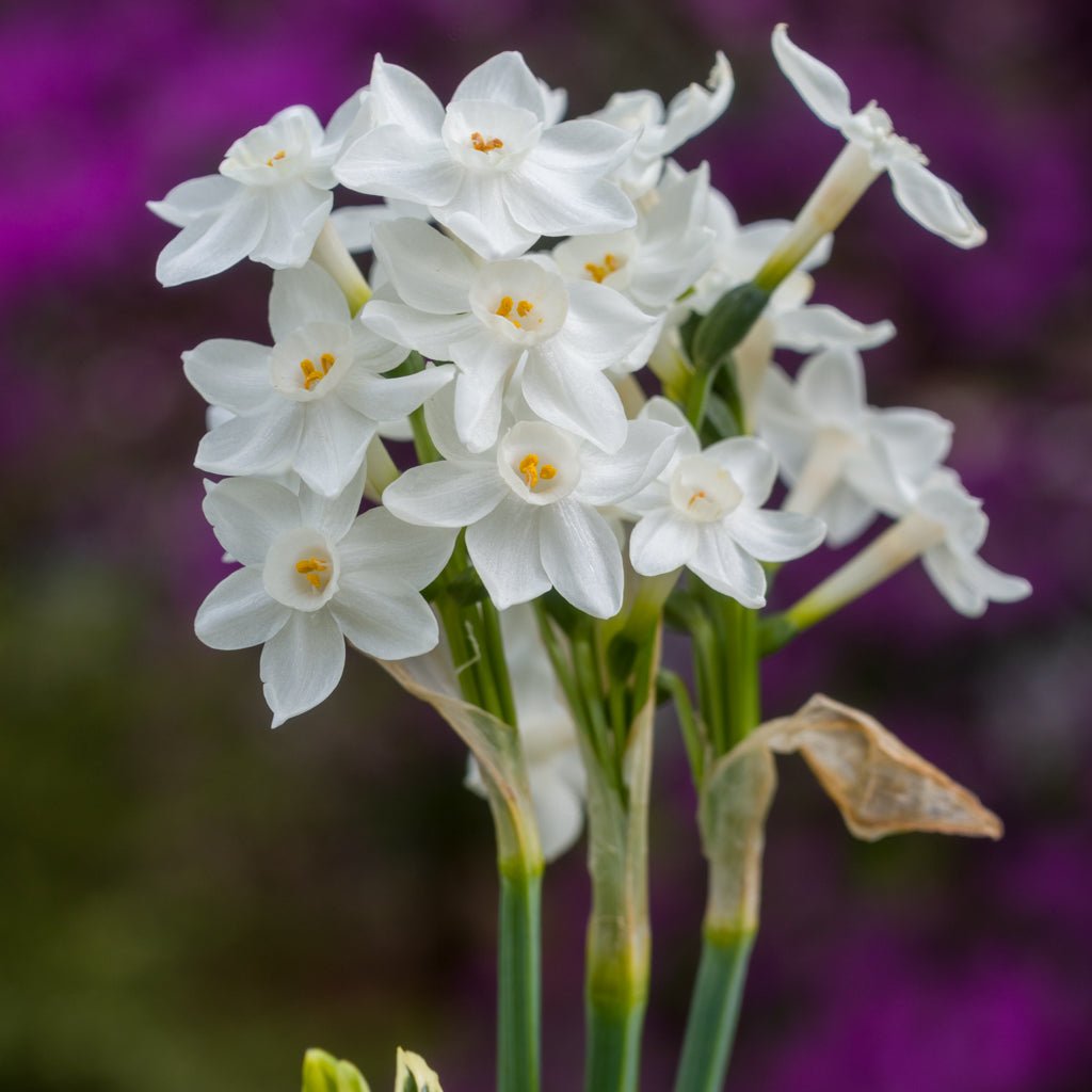 Tazetta pachybolbus - Special Narcissus - Fluwel