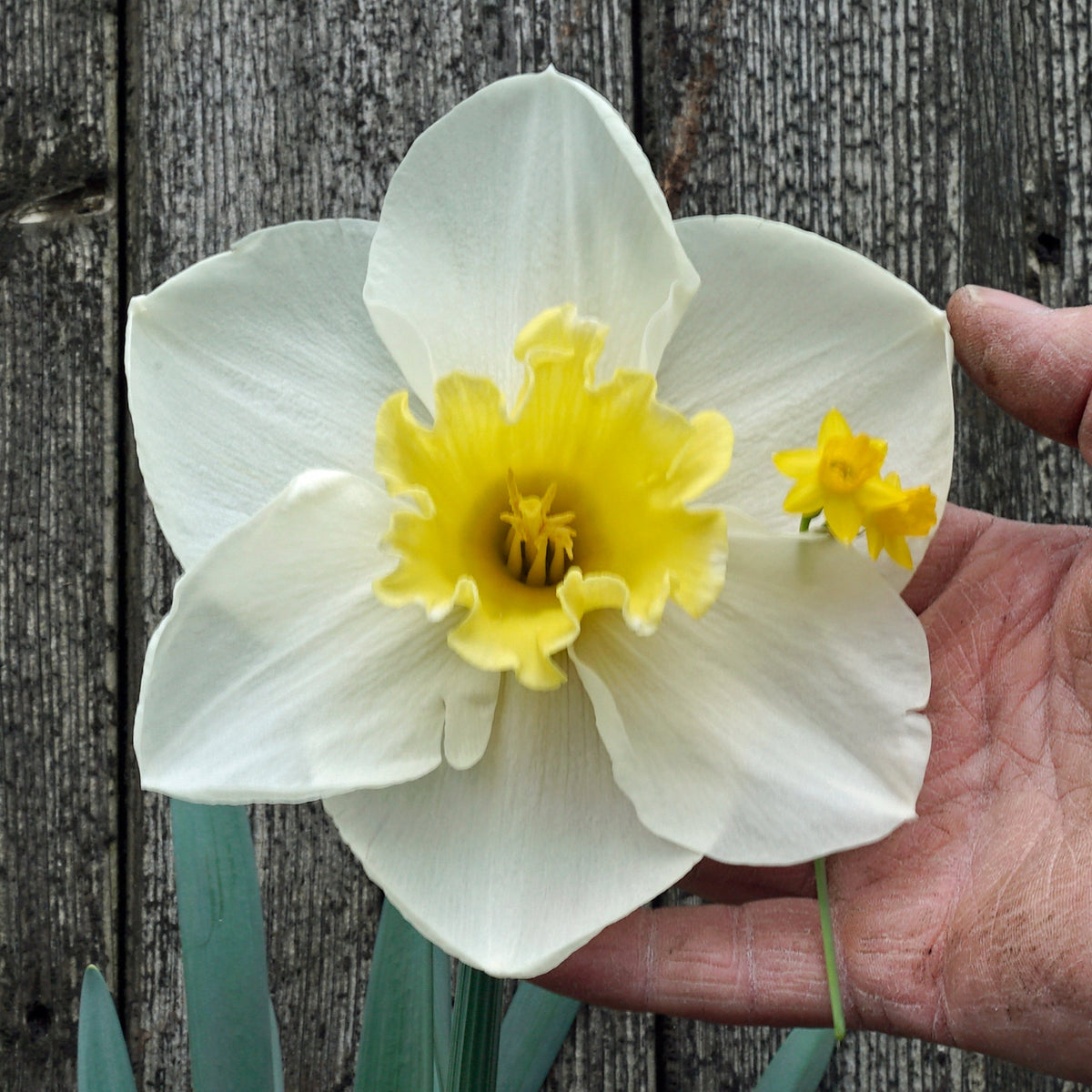 The Godfather - Special Narcissus - Fluwel