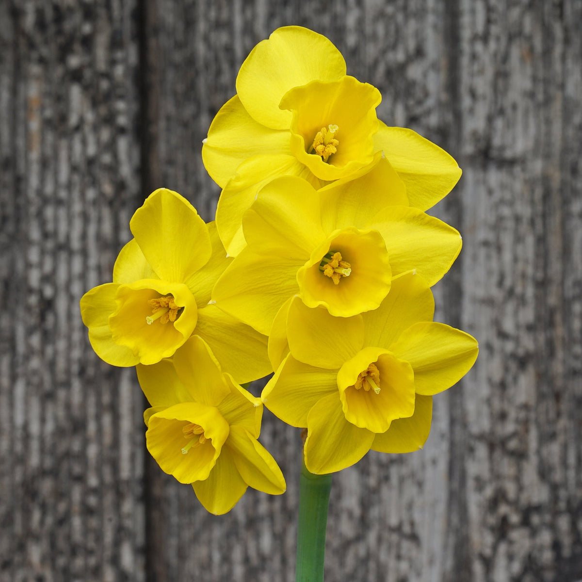 Theo's Gold - Special Narcissus - Fluwel