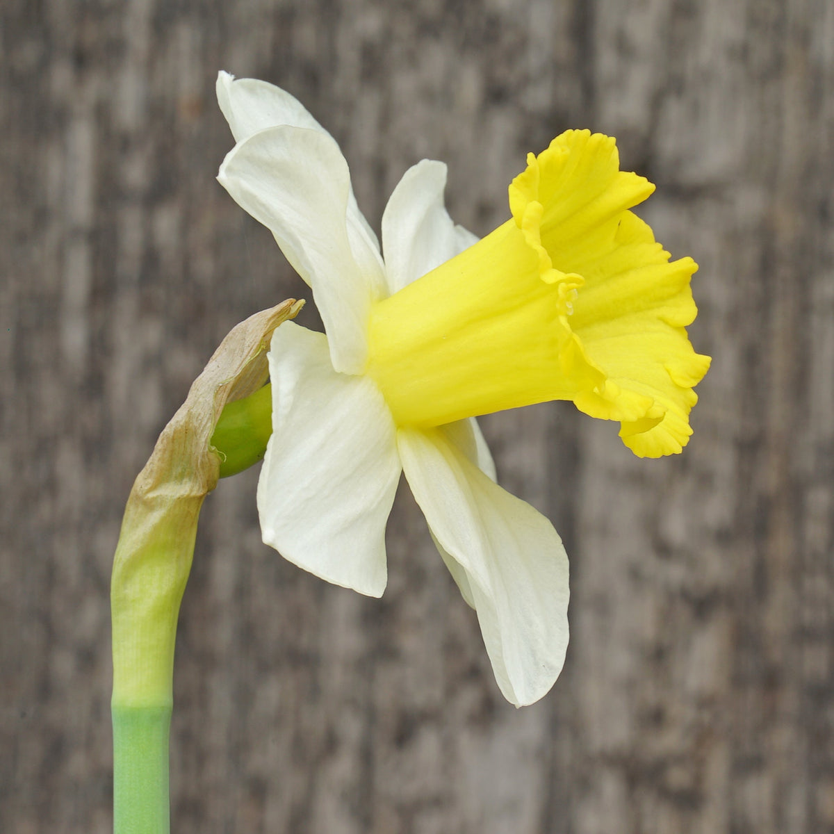 Thijs - Special Narcissus - Fluwel