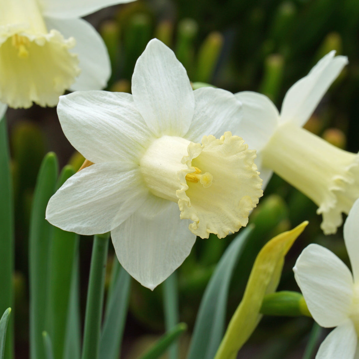 Trousdale - Special Narcissus - Fluwel