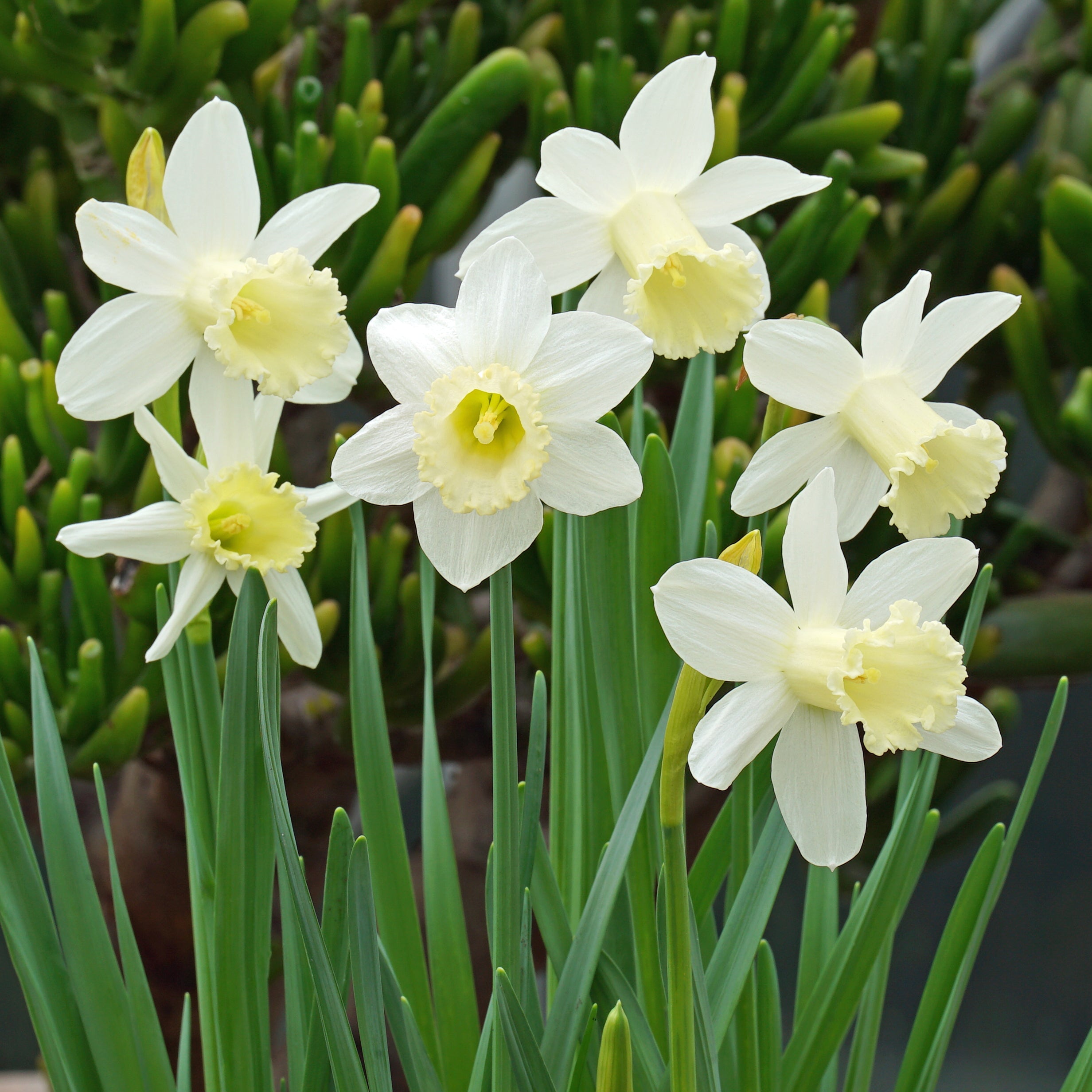 Trousdale - Special Narcissus - Fluwel