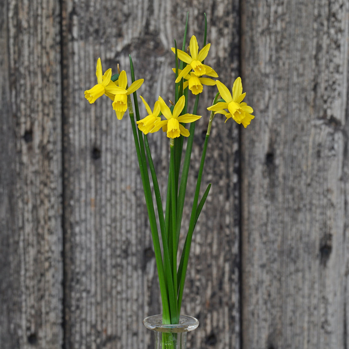 Twin Cam - Special Narcissus - Fluwel