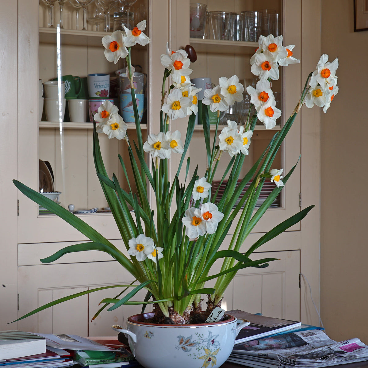 Vielen Dank - Special Narcissus - Fluwel