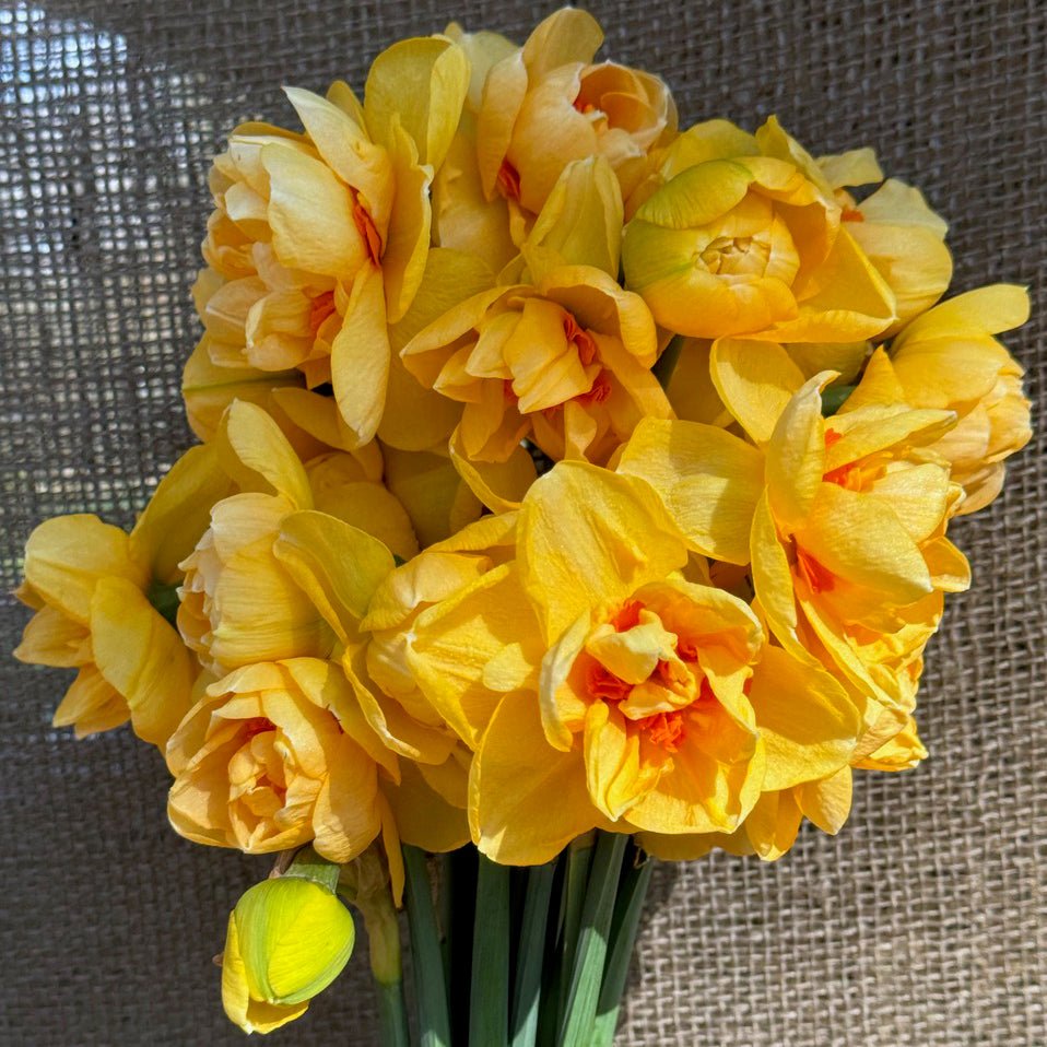 Waylon - Special Narcissus - Fluwel