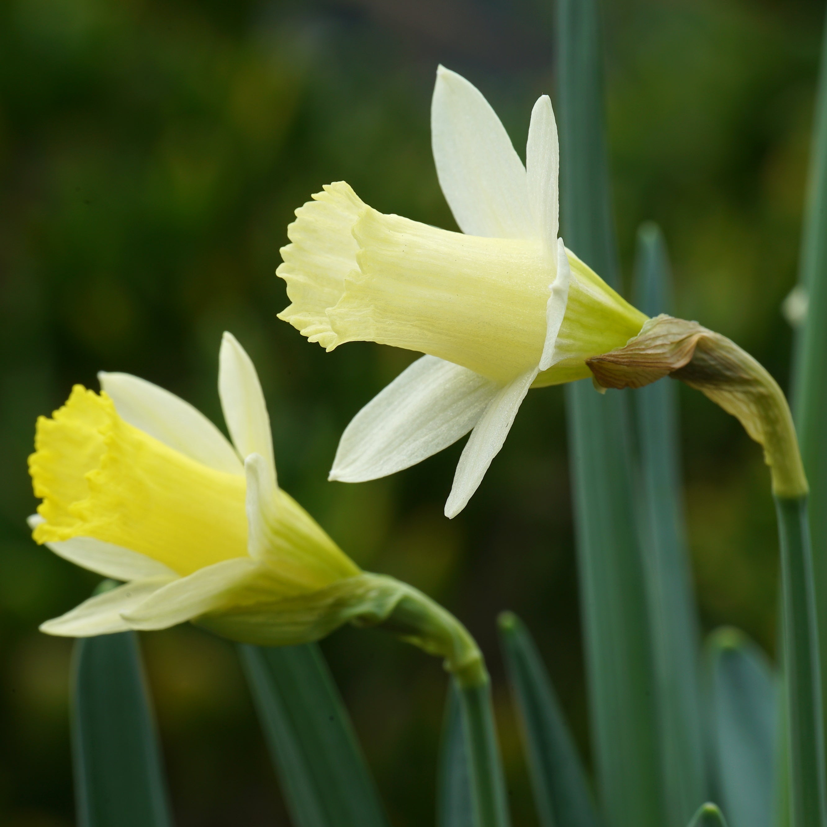 Wee Dote - Special Narcissus - Fluwel