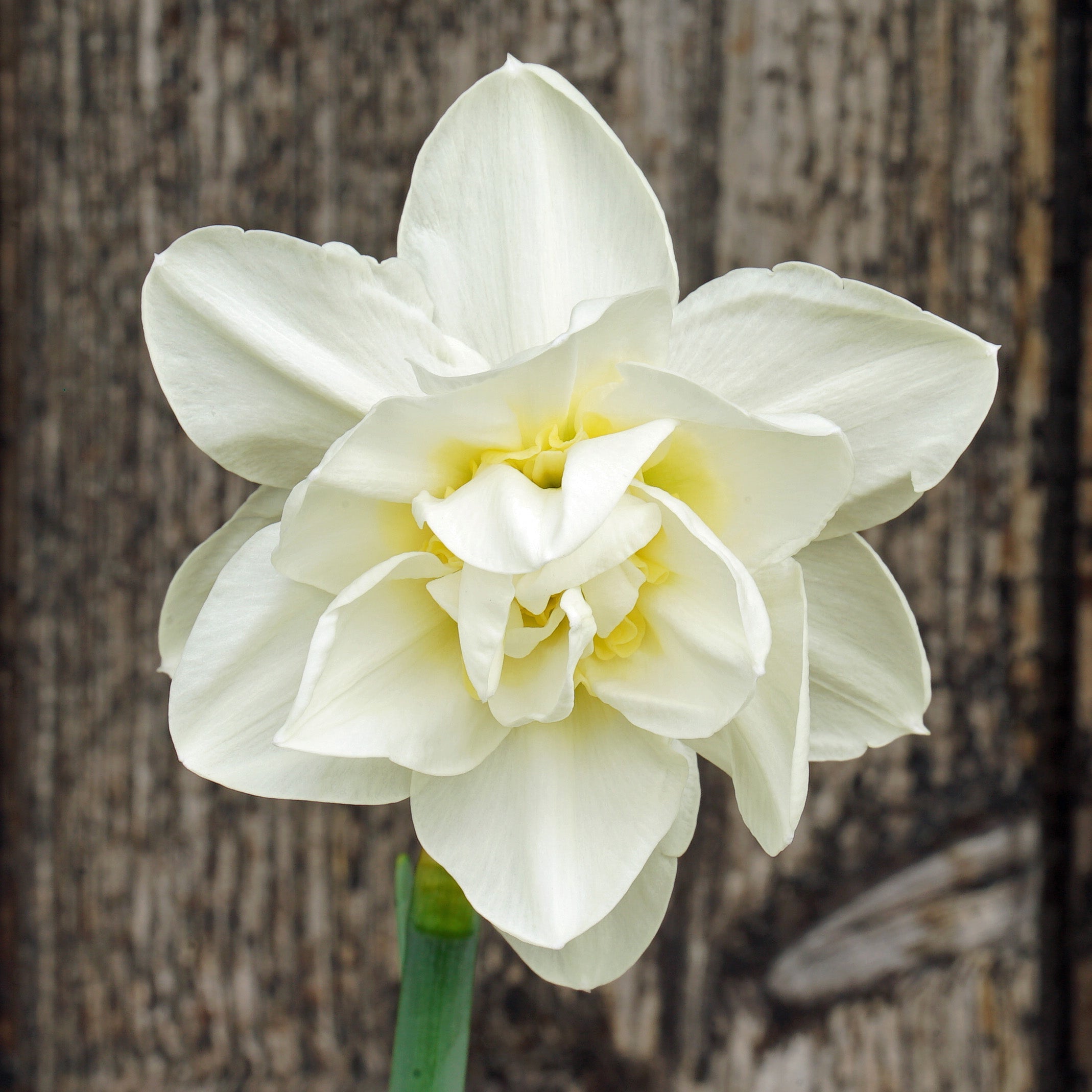 What a Feeling - Special Narcissus - Fluwel