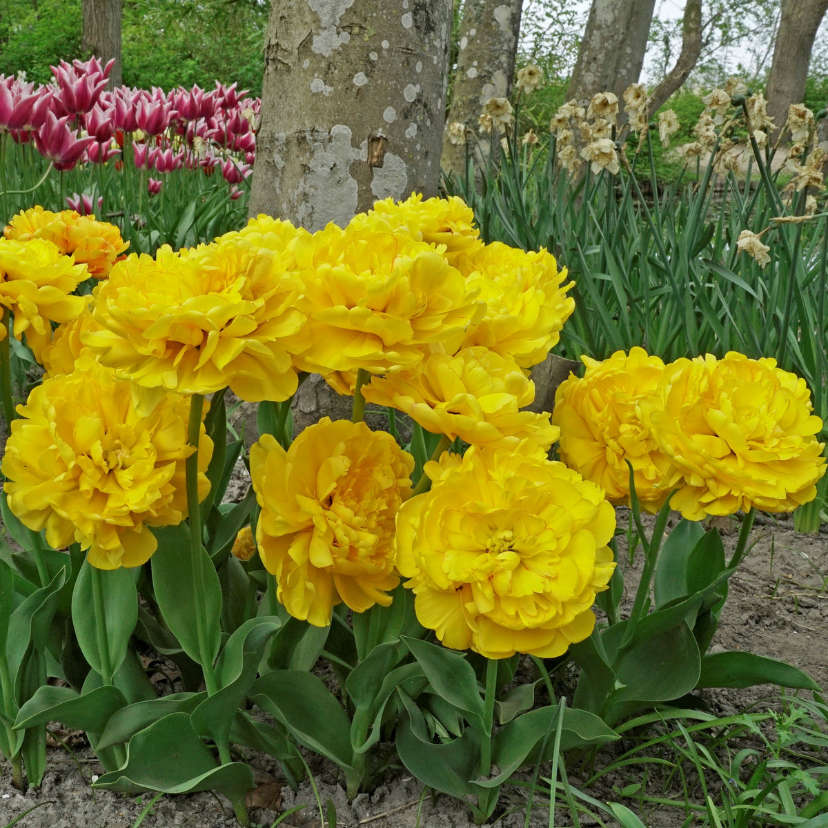 Yellow Pompenette