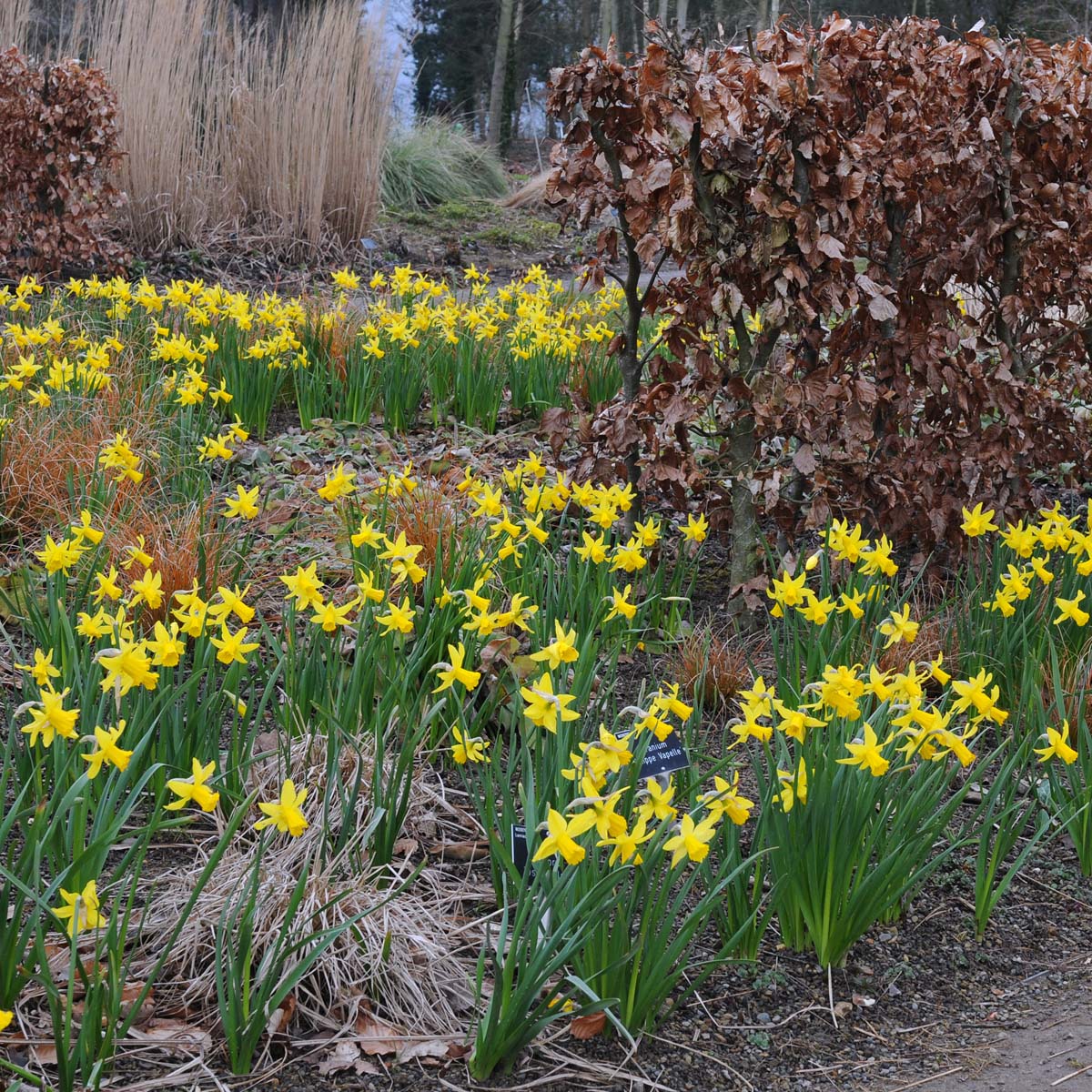 February Gold - gele Cyclamineus narcis - Fluwel
