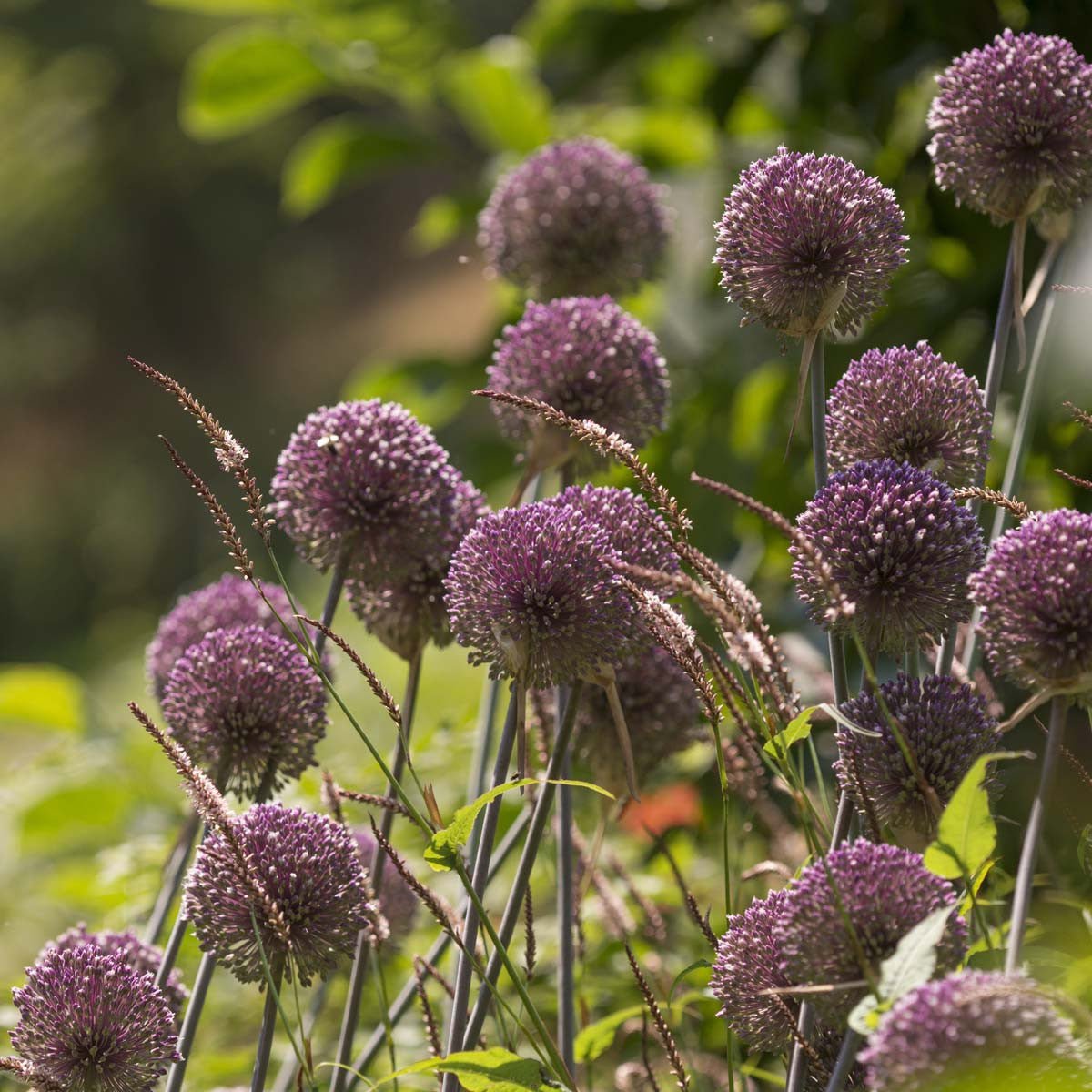 Allium Summer Drummer - paarse allium - Fluwel