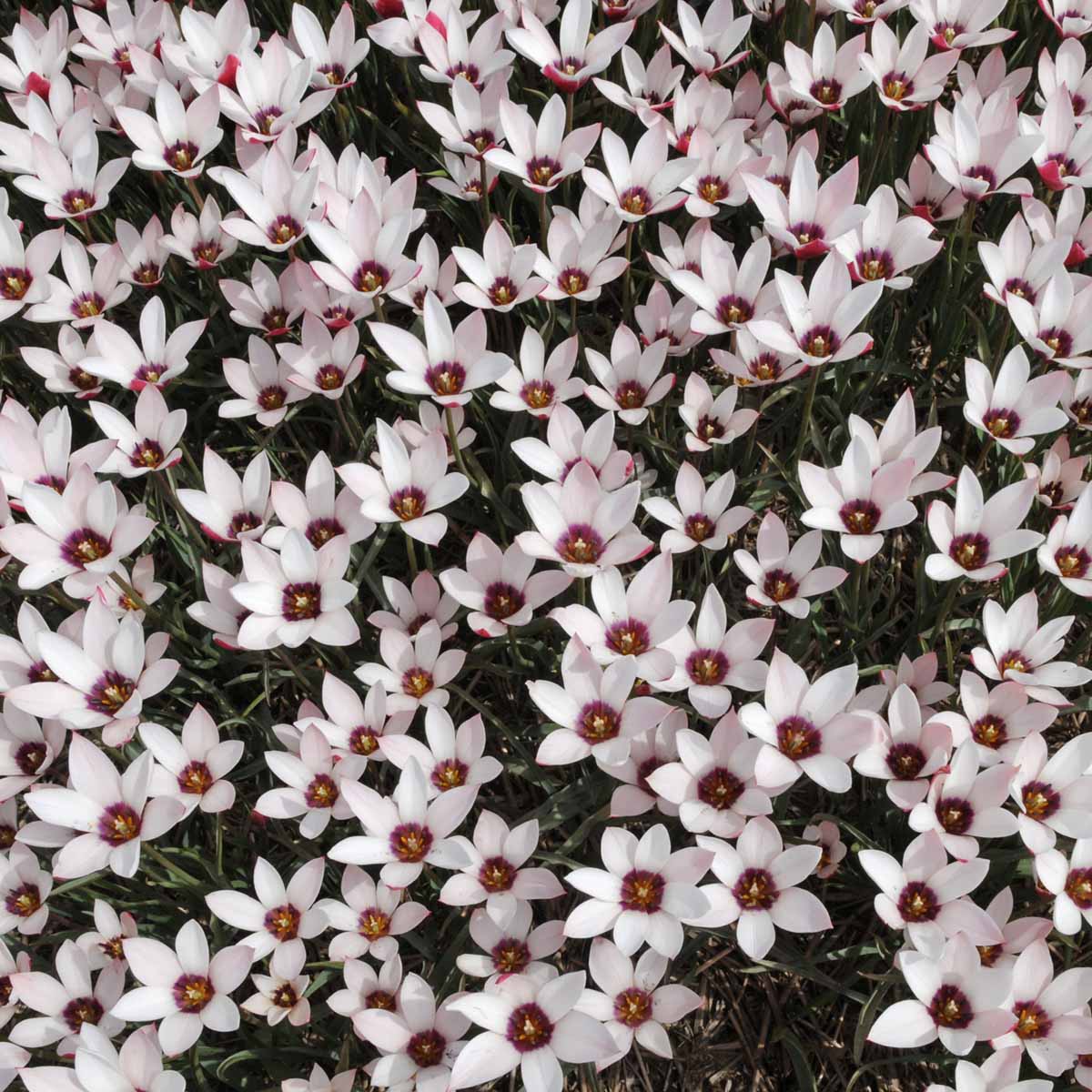 Clusiana Peppermintstick