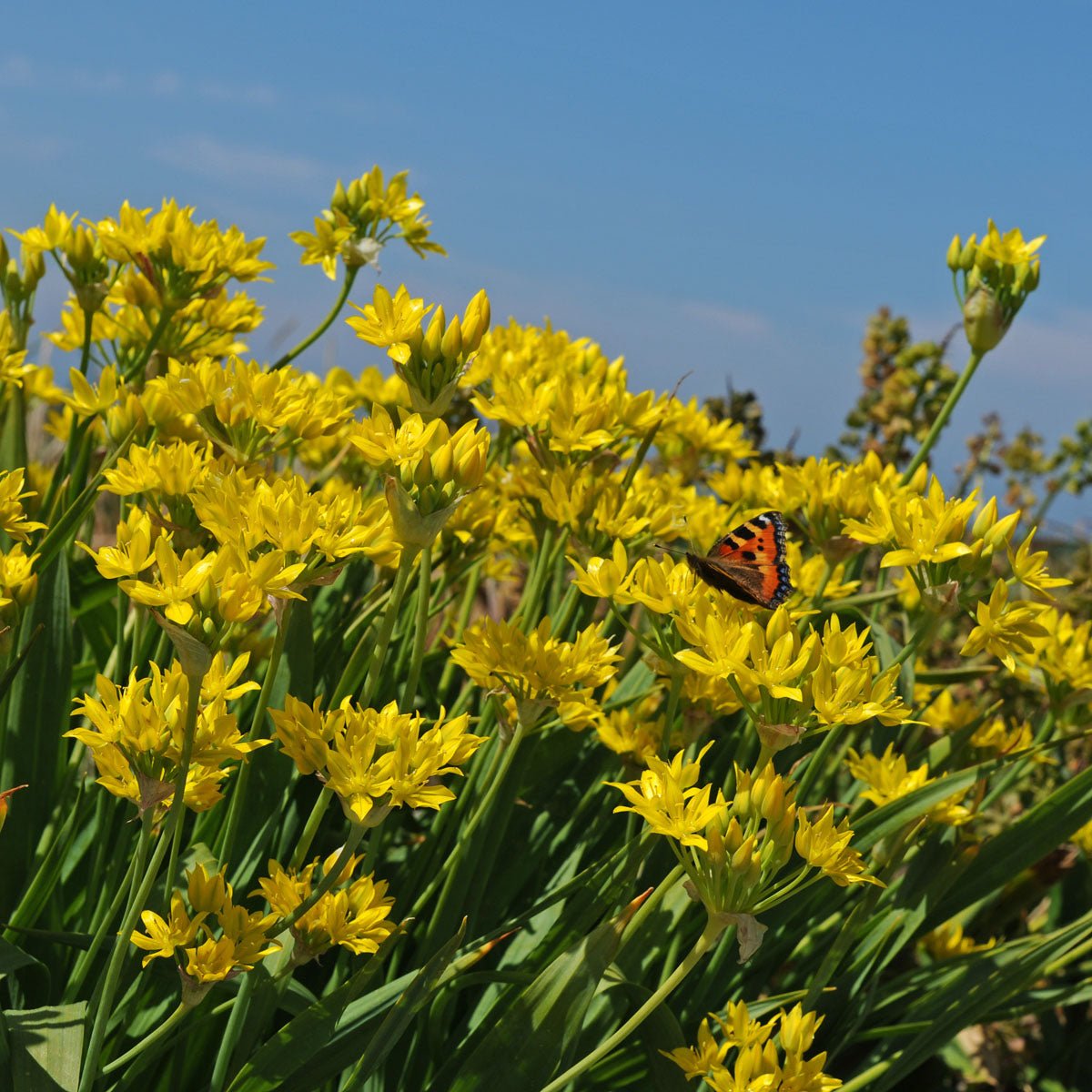 Allium moly Jeannine - Alliums - Fluwel
