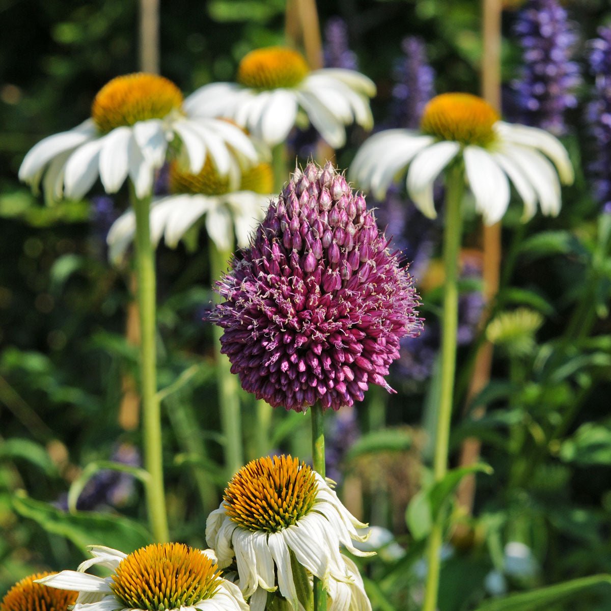 Allium sphaerocephalon - Alliums - Fluwel