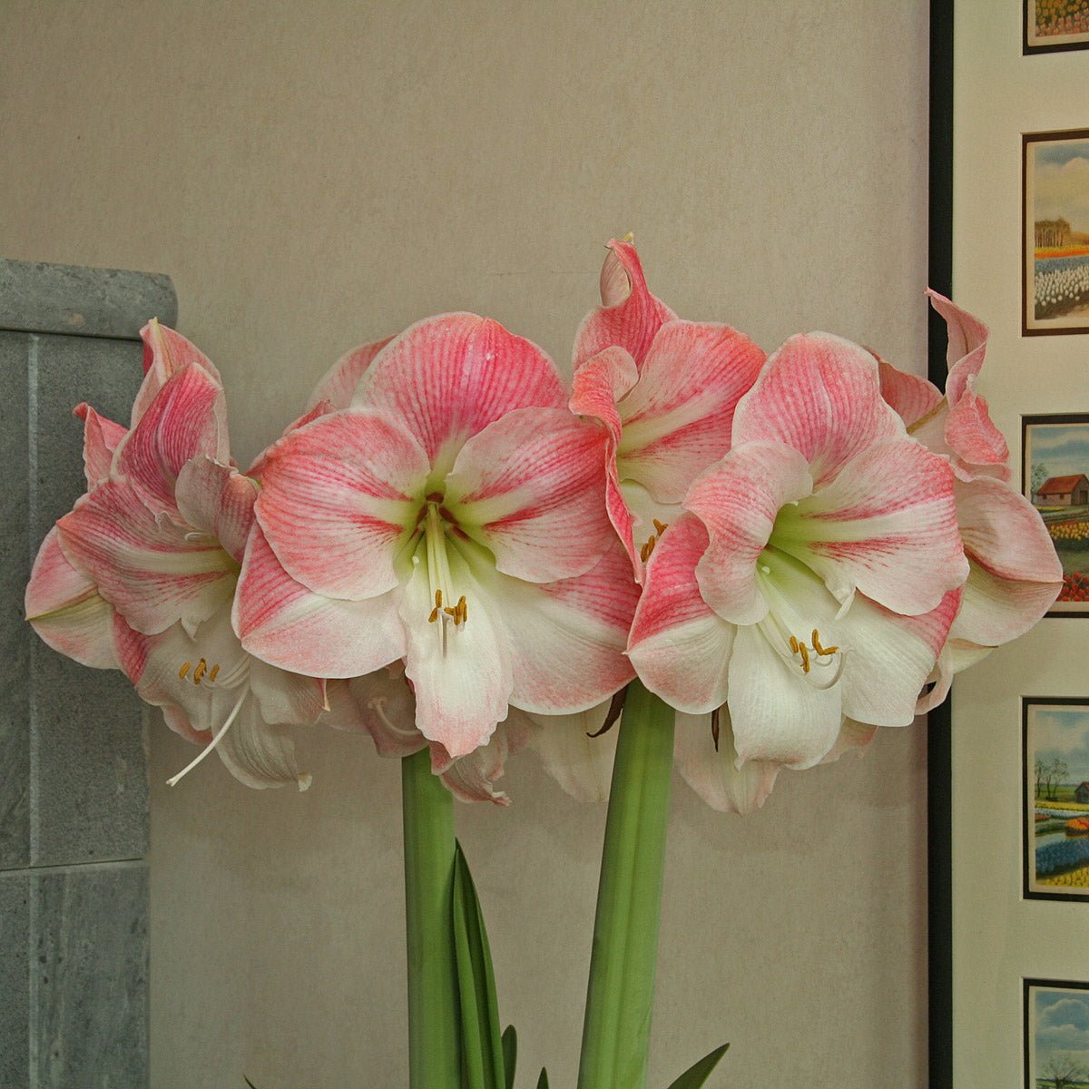 Amaryllis Apple Blossom - Amaryllis - Fluwel