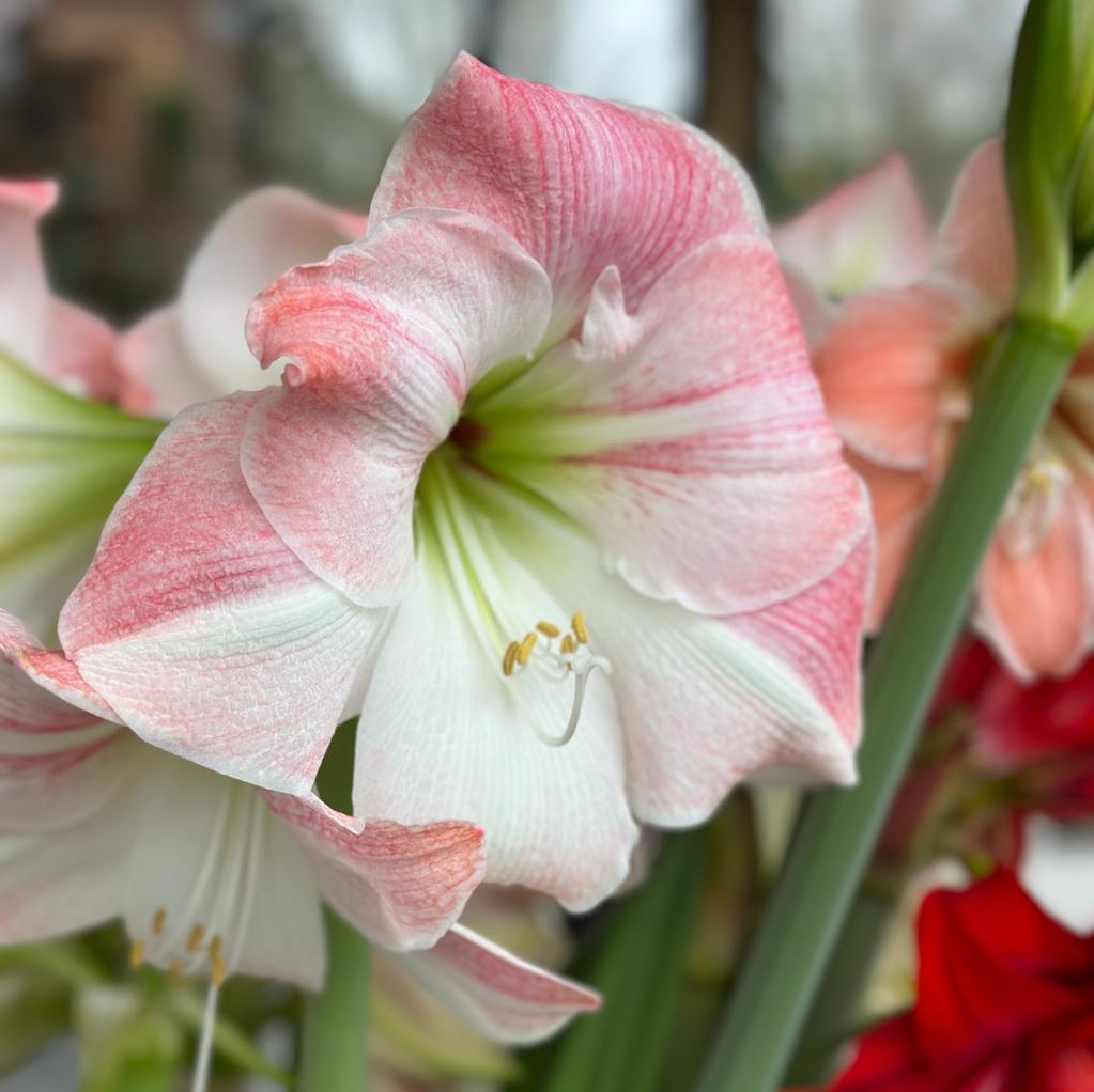 Amaryllis Apple Blossom - Amaryllis - Fluwel