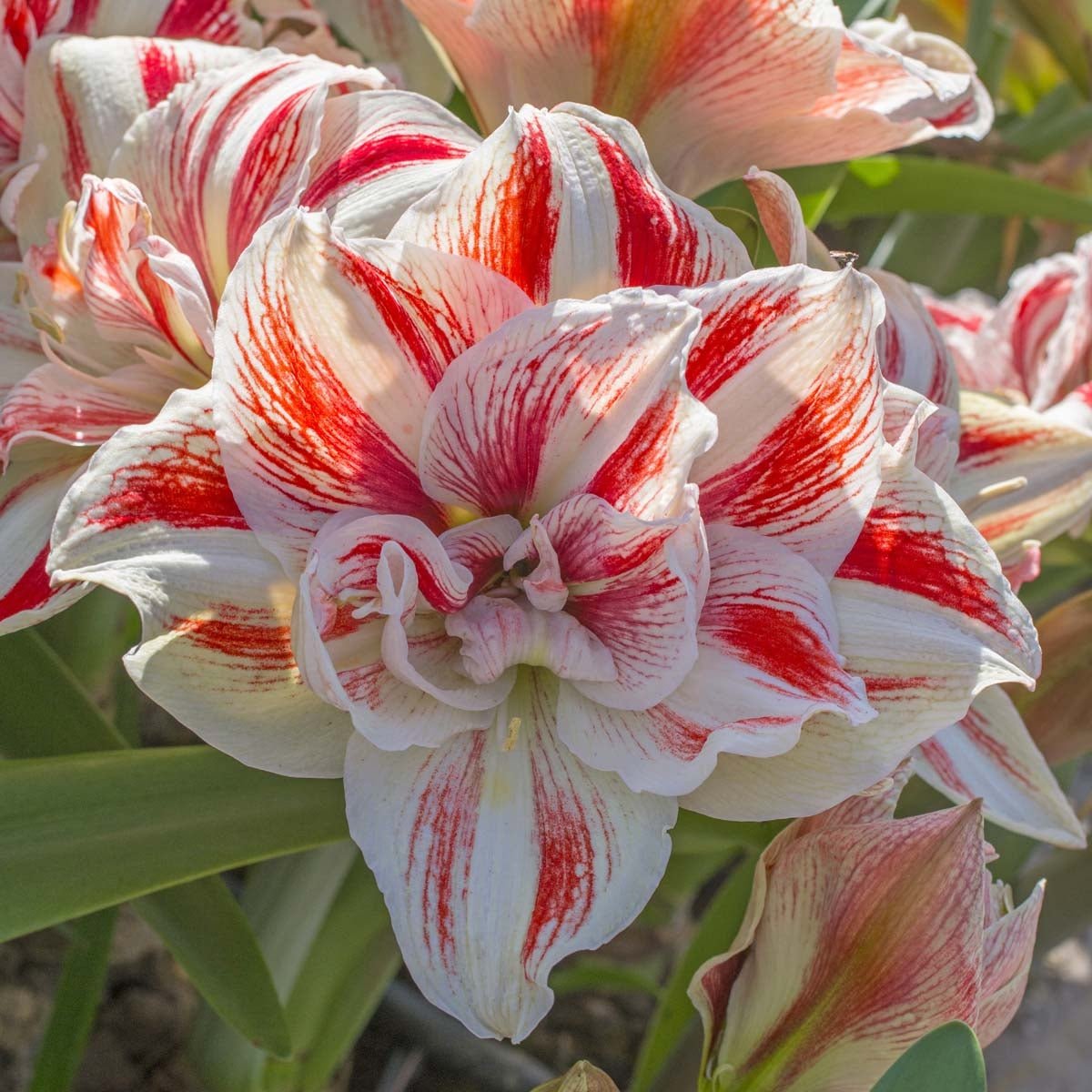 Amaryllis Bright Nymph - Amaryllis - Fluwel